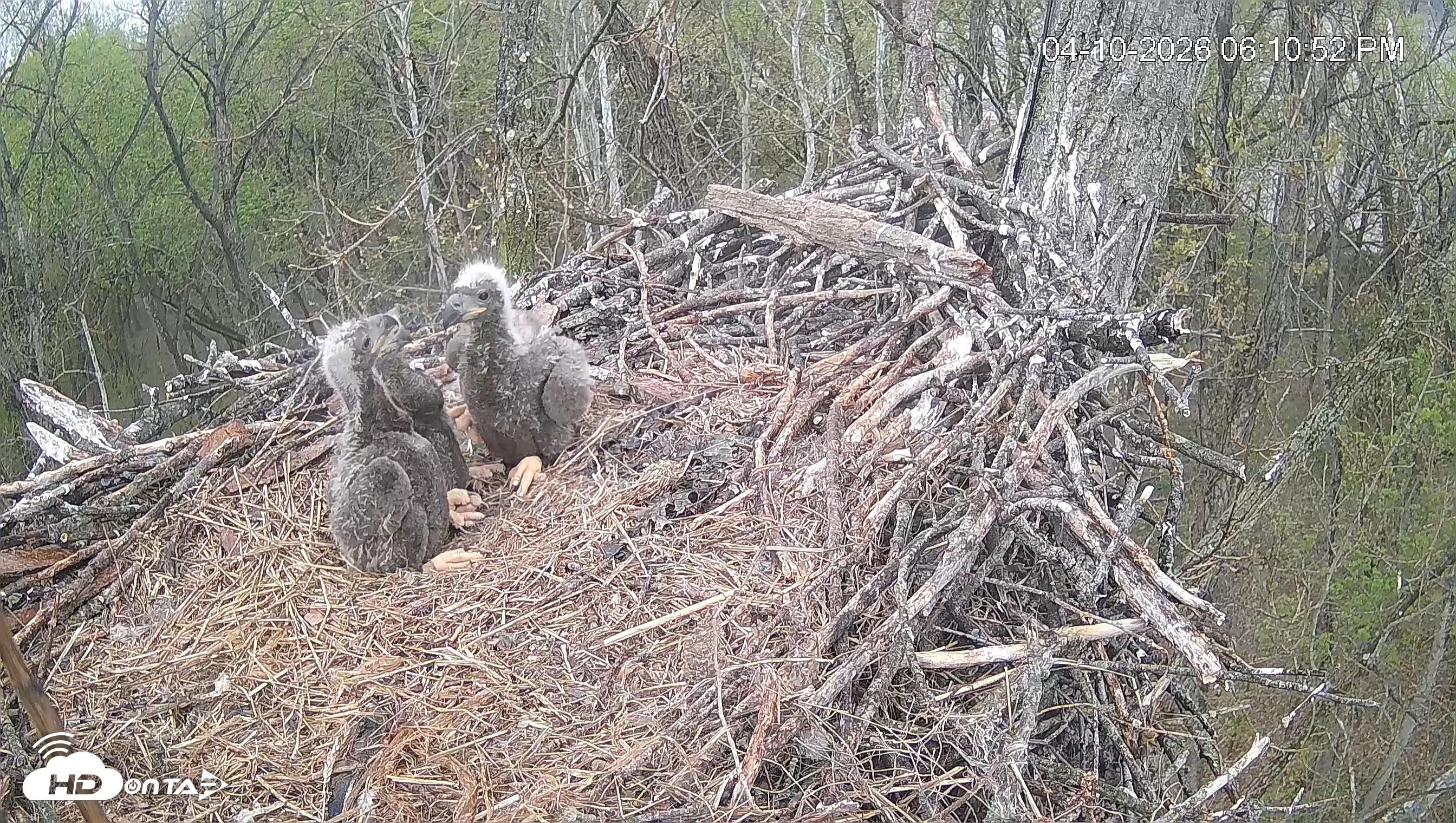 Snapshot of Cardinal Land Conservancy Eagles Live Webcam taken Apr 10, 2026, 6:11pm EDT