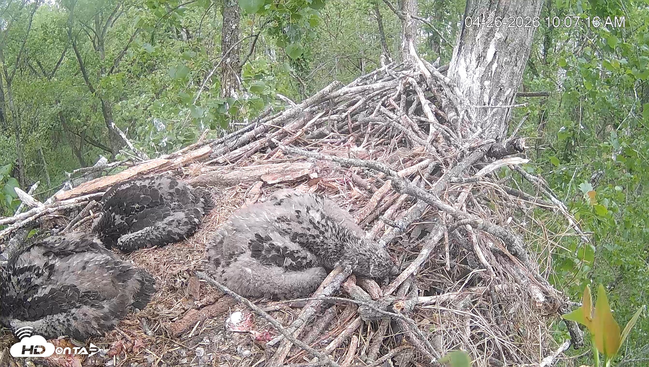 Snapshot of Cardinal Land Conservancy Eagles Live Webcam taken Apr 26, 2026, 10:08am EDT