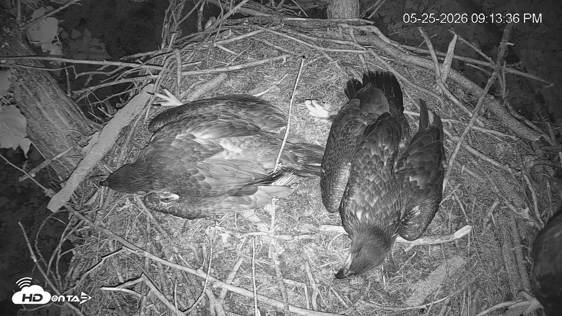 Snapshot of Cardinal Land Conservancy Eagles Live Webcam taken May 25, 2026, 9:14pm EDT