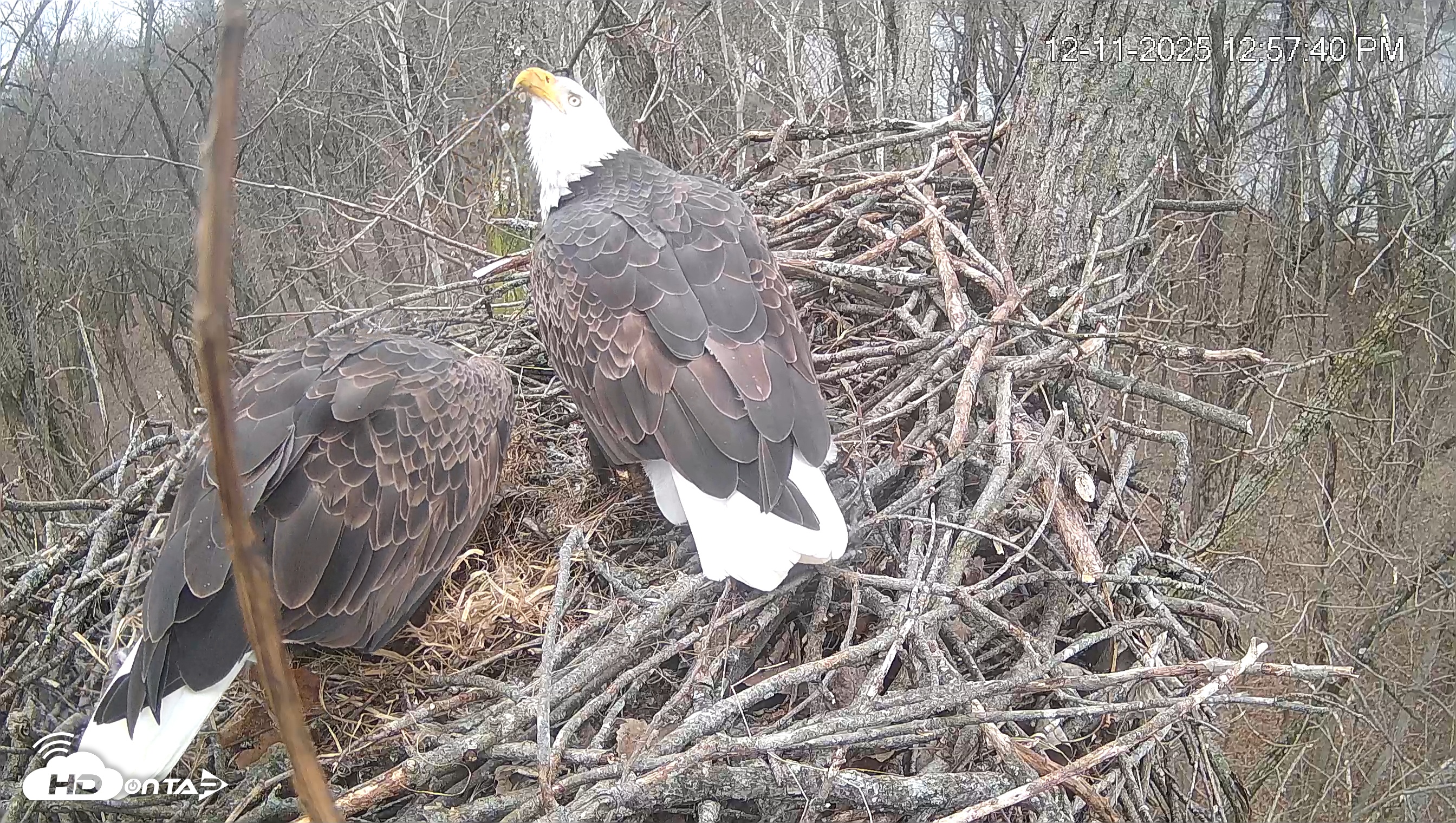 Snapshot of Cardinal Land Conservancy Eagles Live Webcam taken Dec 11, 2025, 12:58pm EST