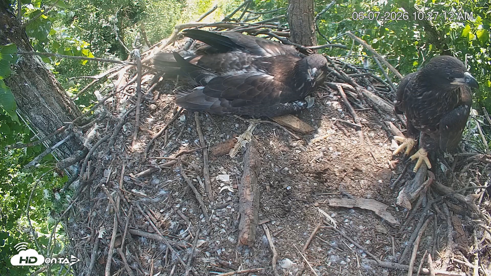 Snapshot of Cardinal Land Conservancy Eagles Live Webcam taken Jun 7, 2026, 10:29am EDT