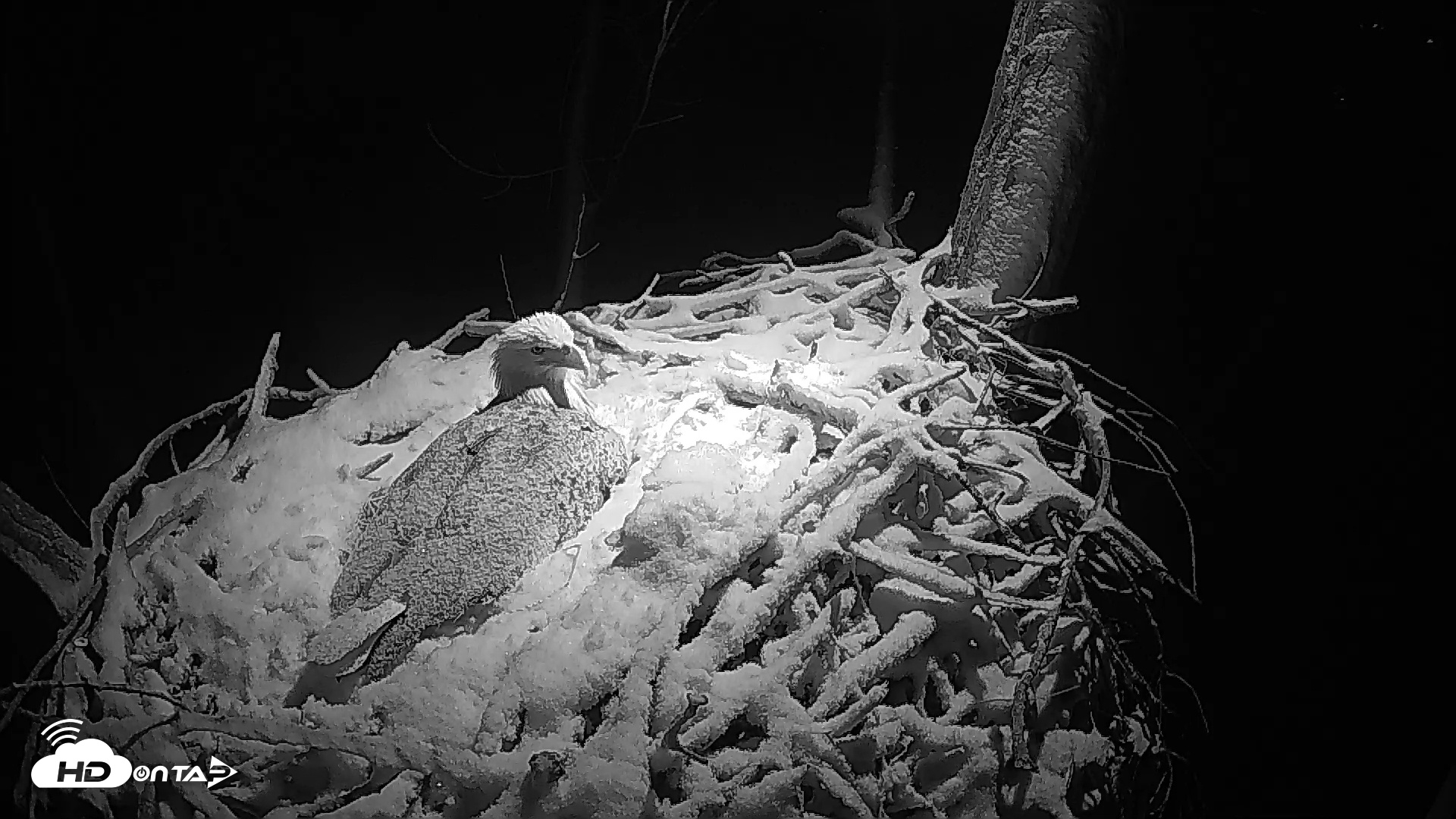 Snapshot of Cardinal Land Conservancy Eagles Live Webcam taken Feb 11, 2025, 10:45pm EST