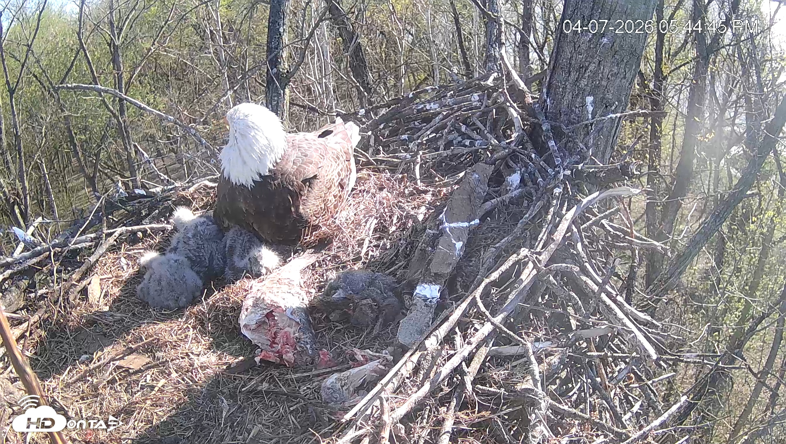 Snapshot of Cardinal Land Conservancy Eagles Live Webcam taken Apr 7, 2026, 5:45pm EDT