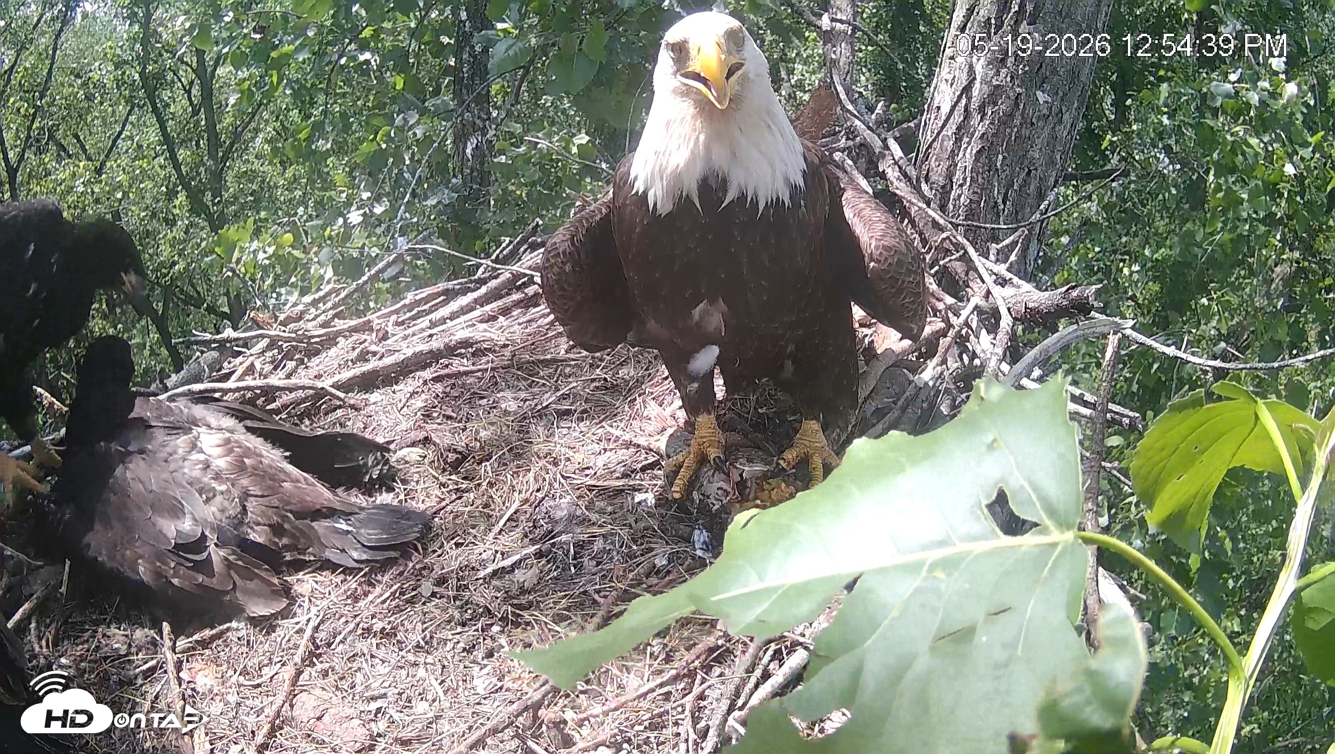 Snapshot of Cardinal Land Conservancy Eagles Live Webcam taken May 19, 2026, 12:55pm EDT