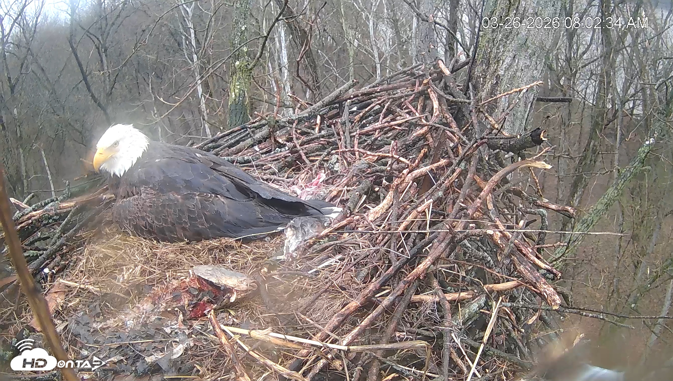 Snapshot of Cardinal Land Conservancy Eagles Live Webcam taken Mar 26, 2026, 8:03am EDT