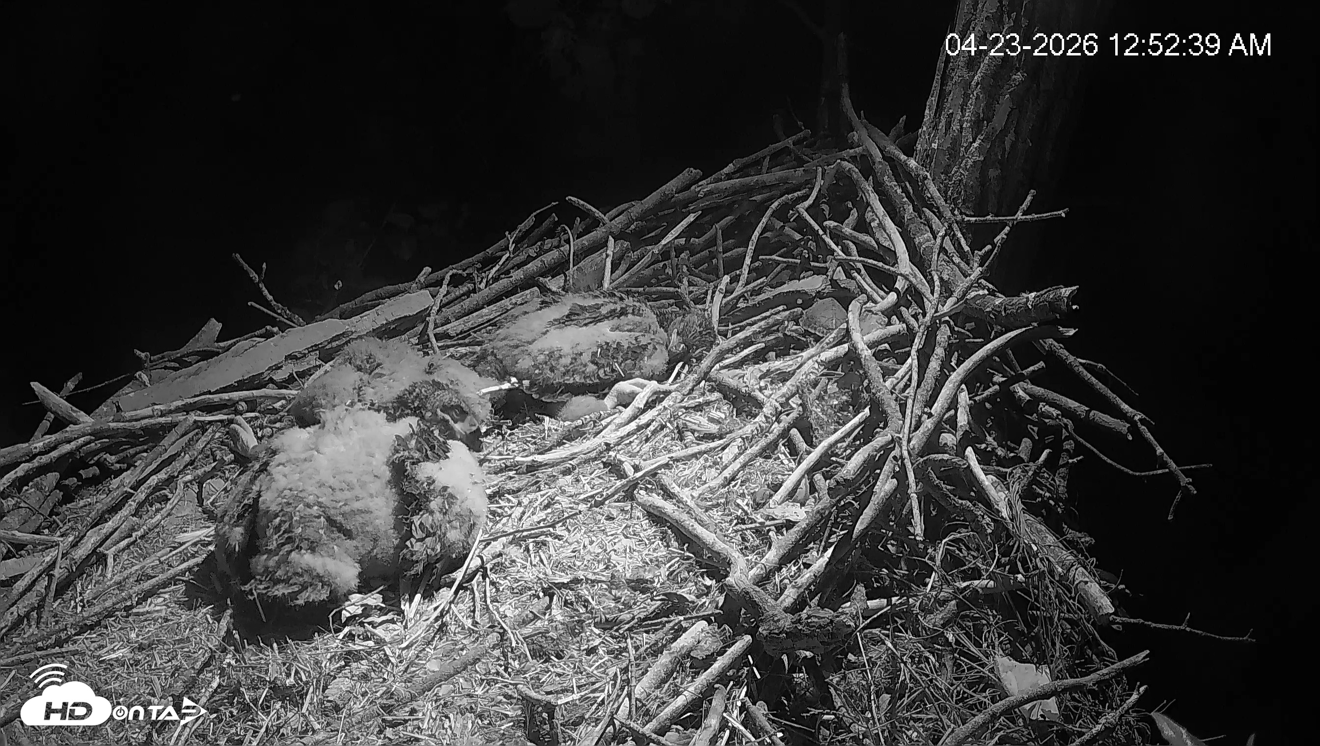 Snapshot of Cardinal Land Conservancy Eagles Live Webcam taken Apr 23, 2026, 12:53am EDT