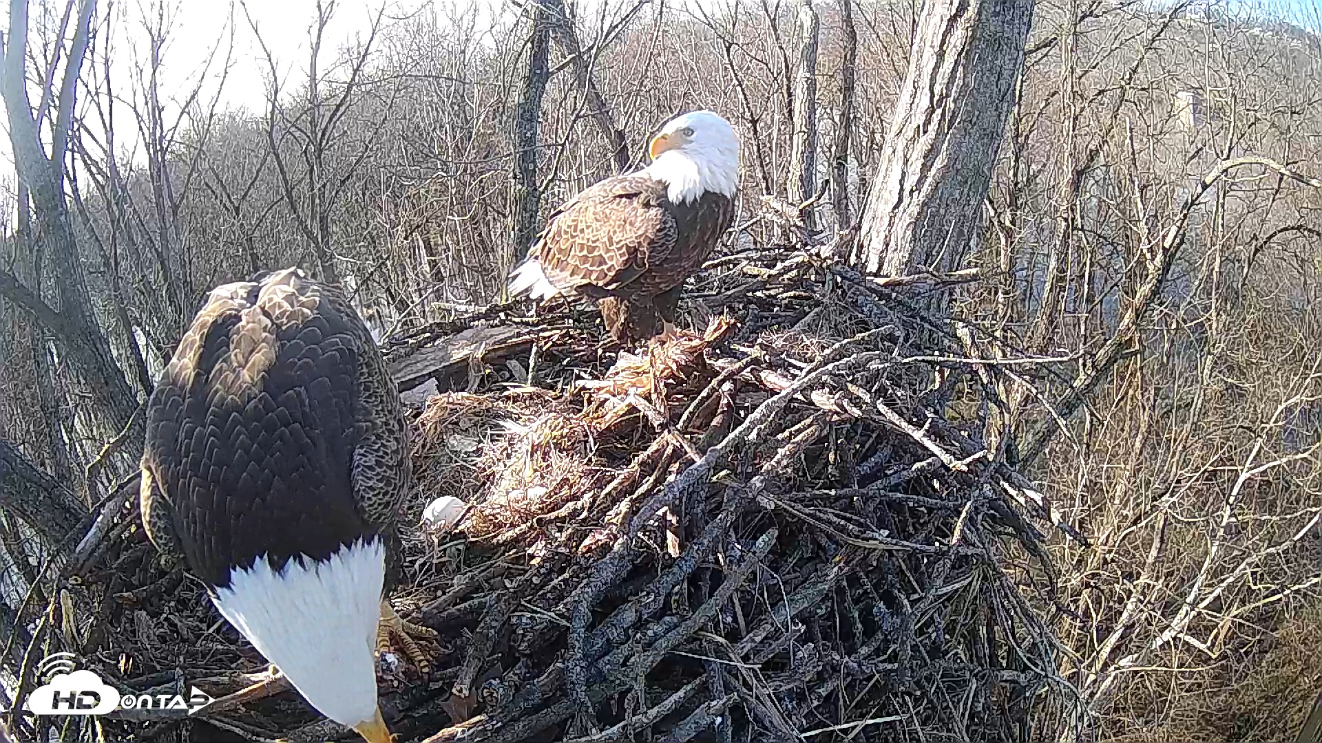 Snapshot of Cardinal Land Conservancy Eagles Live Webcam taken Feb 10, 2025, 10:03am EST