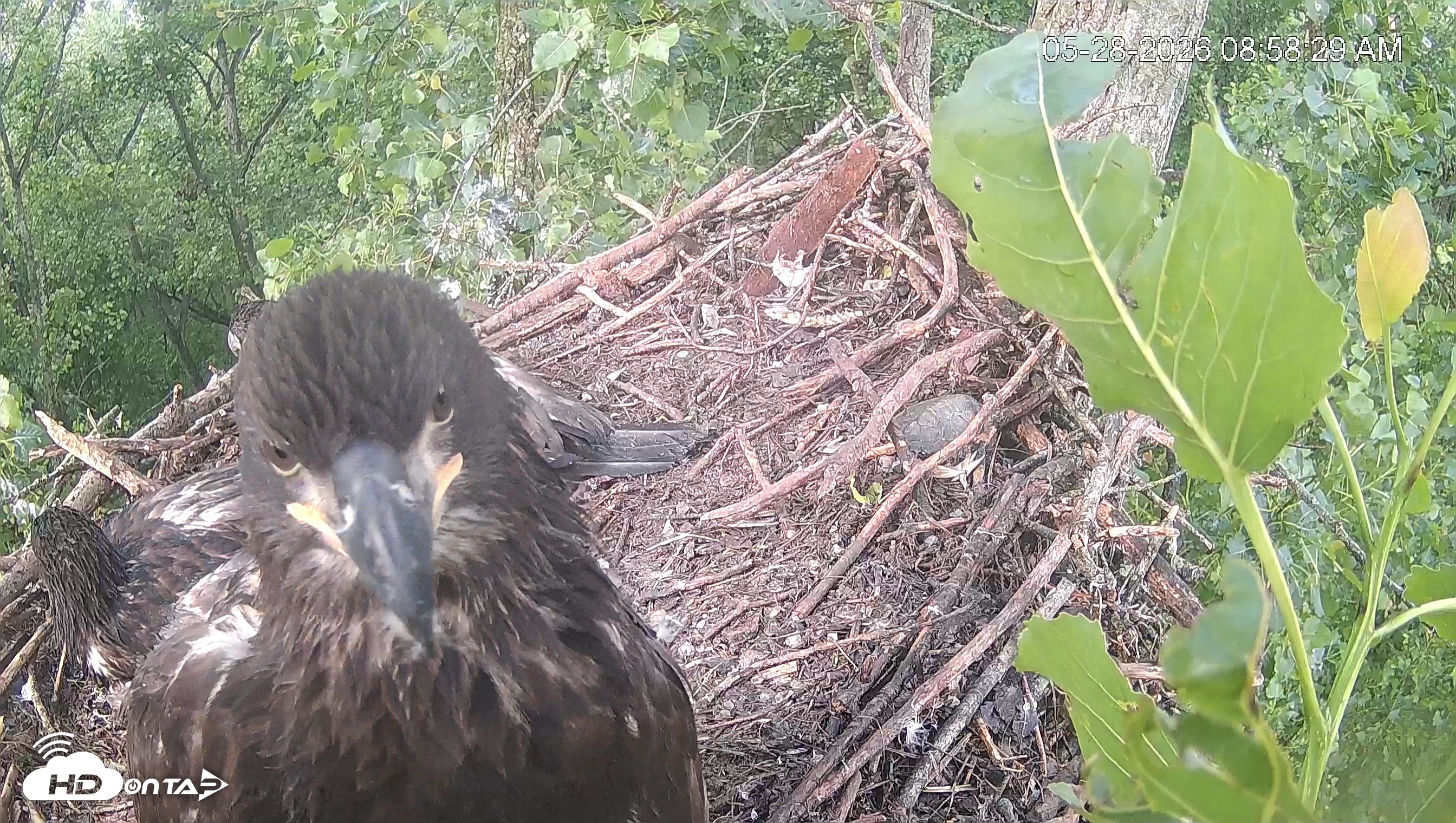 Snapshot of Cardinal Land Conservancy Eagles Live Webcam taken May 28, 2026, 8:59am EDT