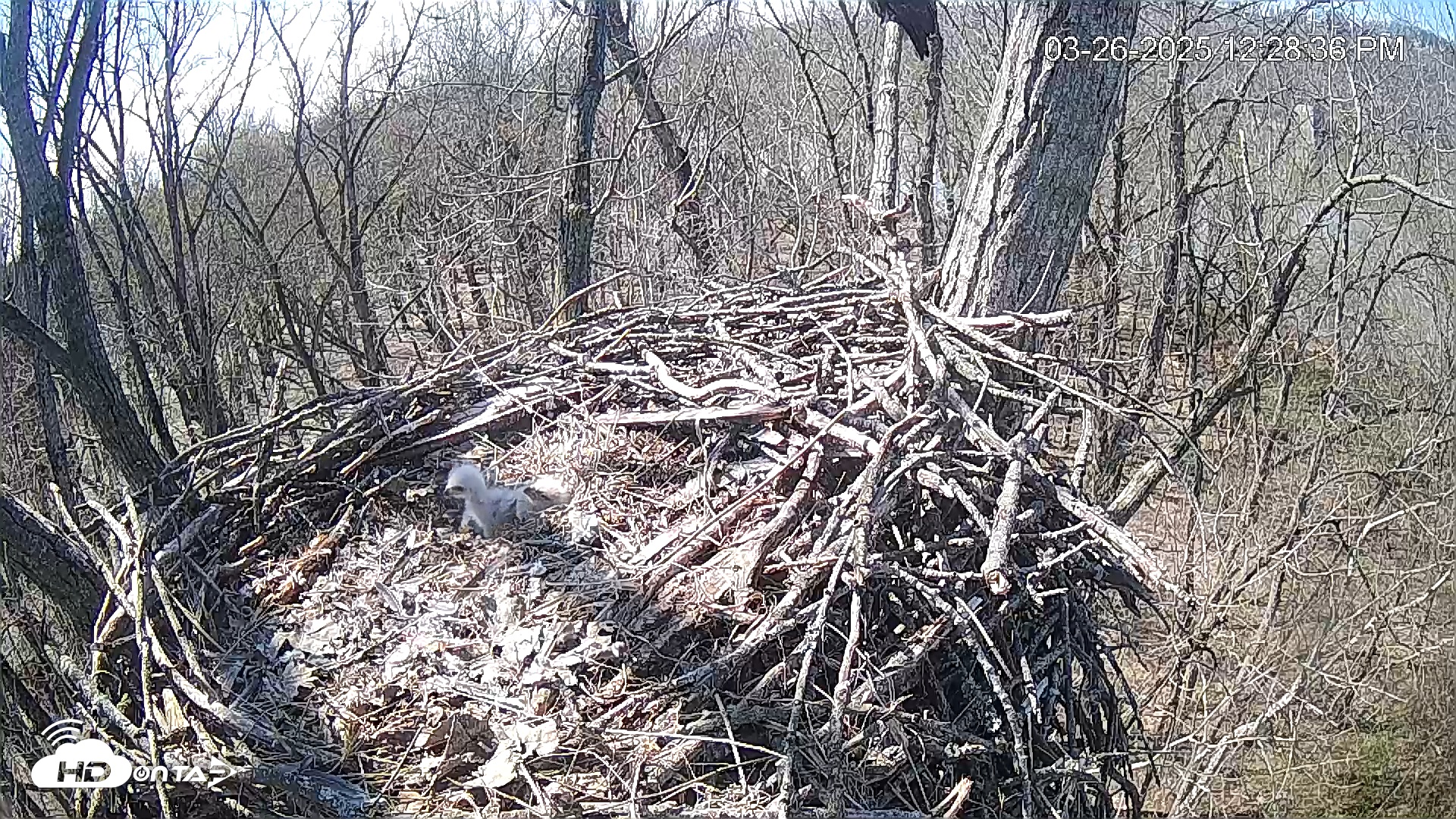 Snapshot of Cardinal Land Conservancy Eagles Live Webcam taken Mar 26, 2025, 12:29pm EDT