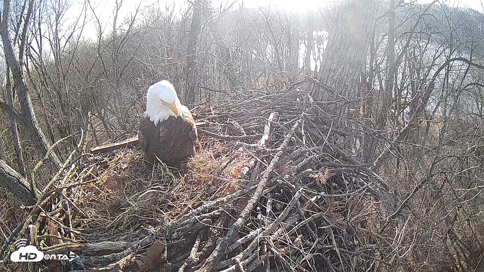 Snapshot of Cardinal Land Conservancy Eagles Live Webcam taken Feb 4, 2025, 3:48pm EST