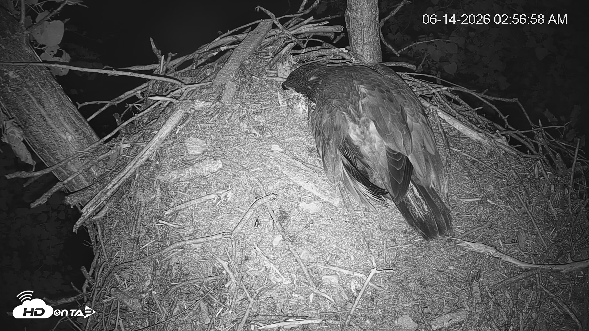 Snapshot of Cardinal Land Conservancy Eagles Live Webcam taken Jun 14, 2026, 2:57am EDT