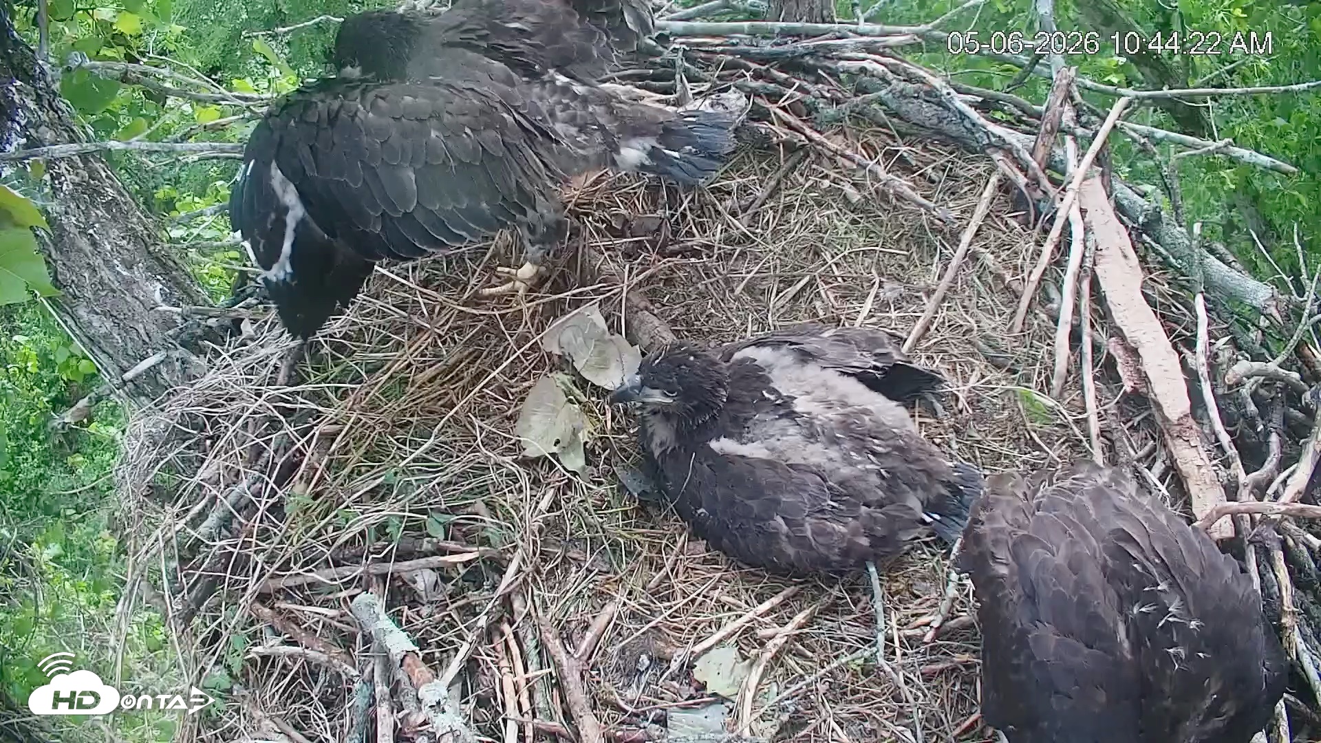 Snapshot of Cardinal Land Conservancy Eagles Live Webcam taken May 6, 2026, 10:45am EDT