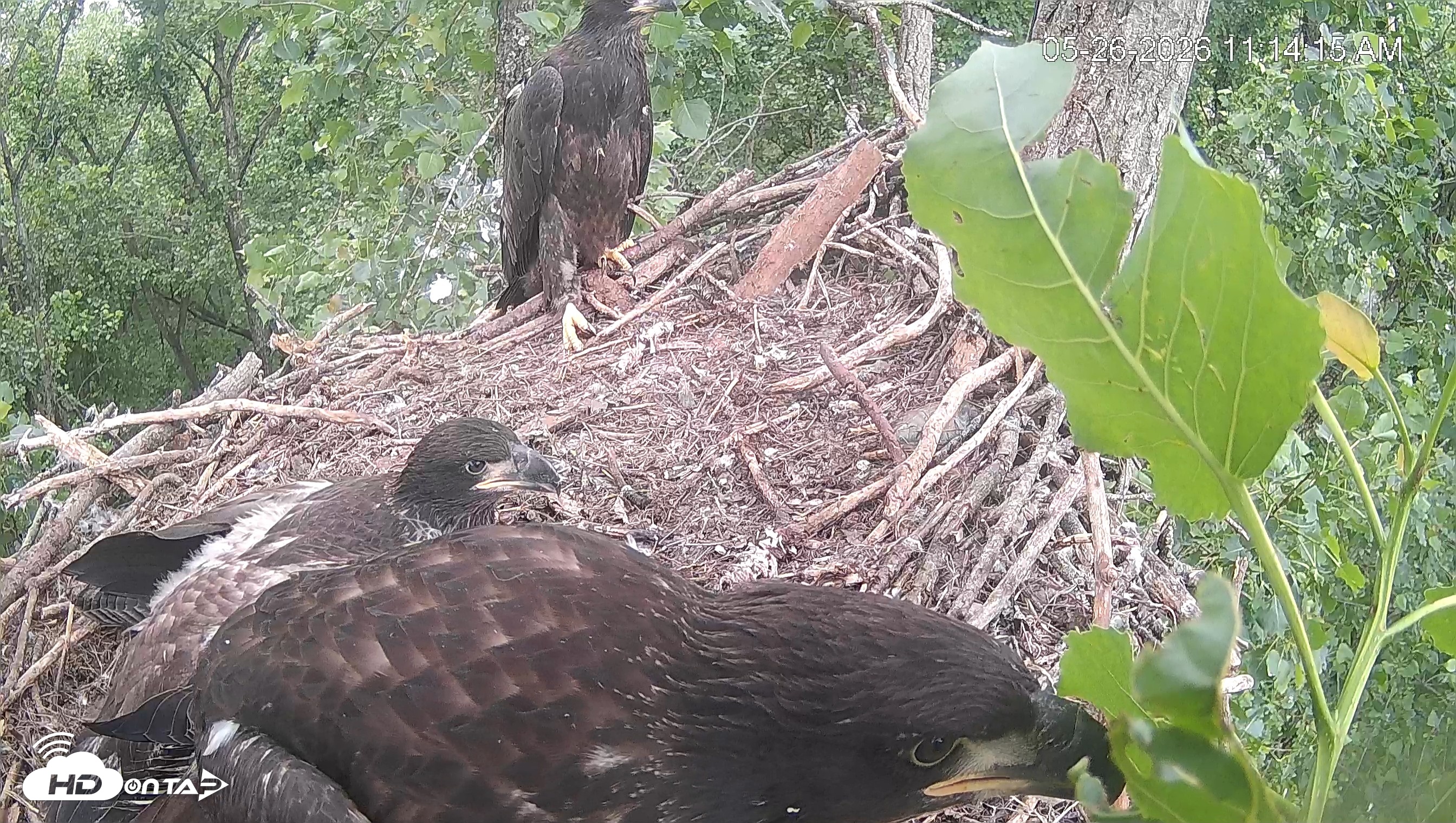 Snapshot of Cardinal Land Conservancy Eagles Live Webcam taken May 26, 2026, 11:15am EDT