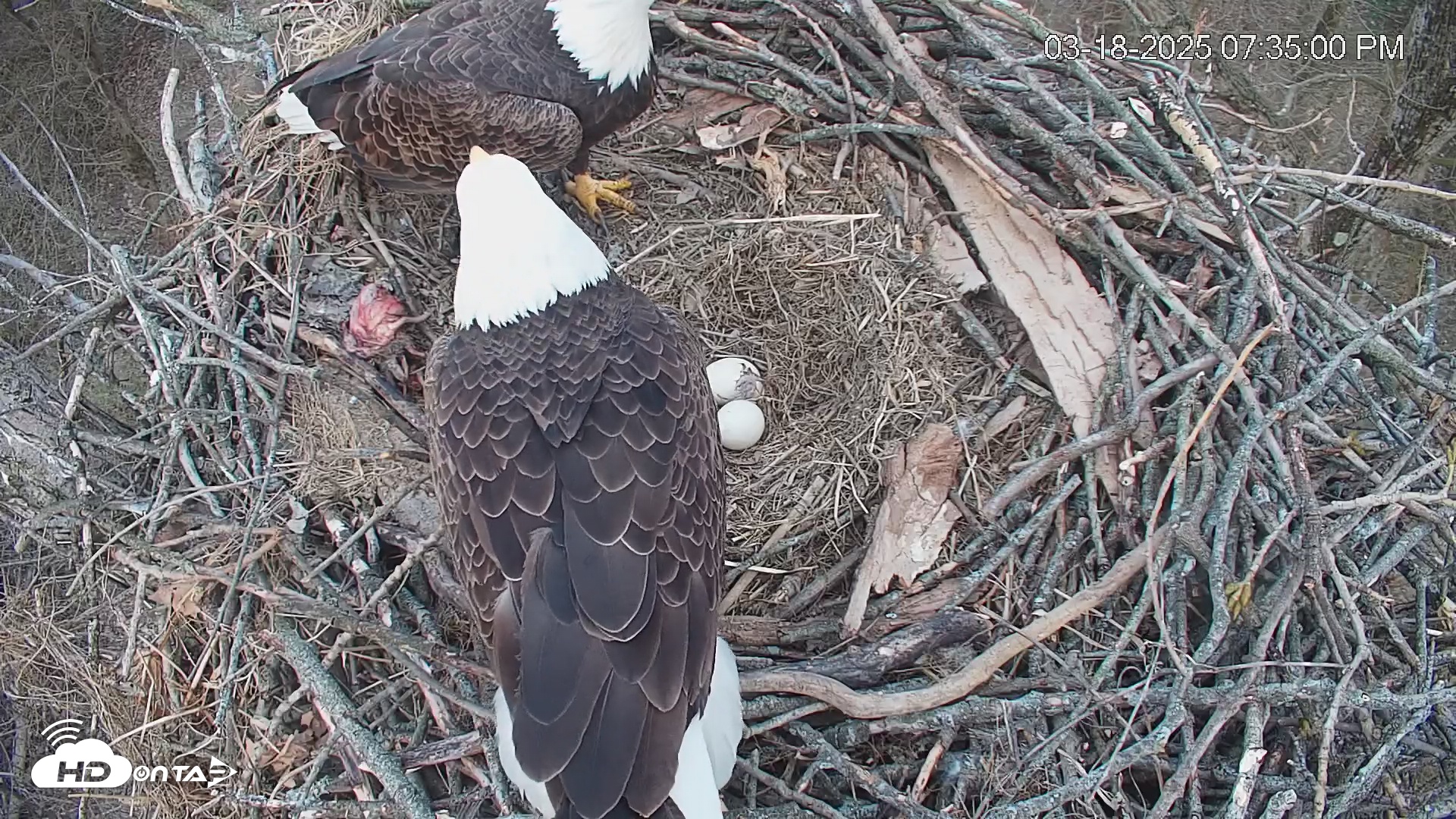 Snapshot of Cardinal Land Conservancy Eagles Live Webcam taken Mar 18, 2025, 7:35pm EDT