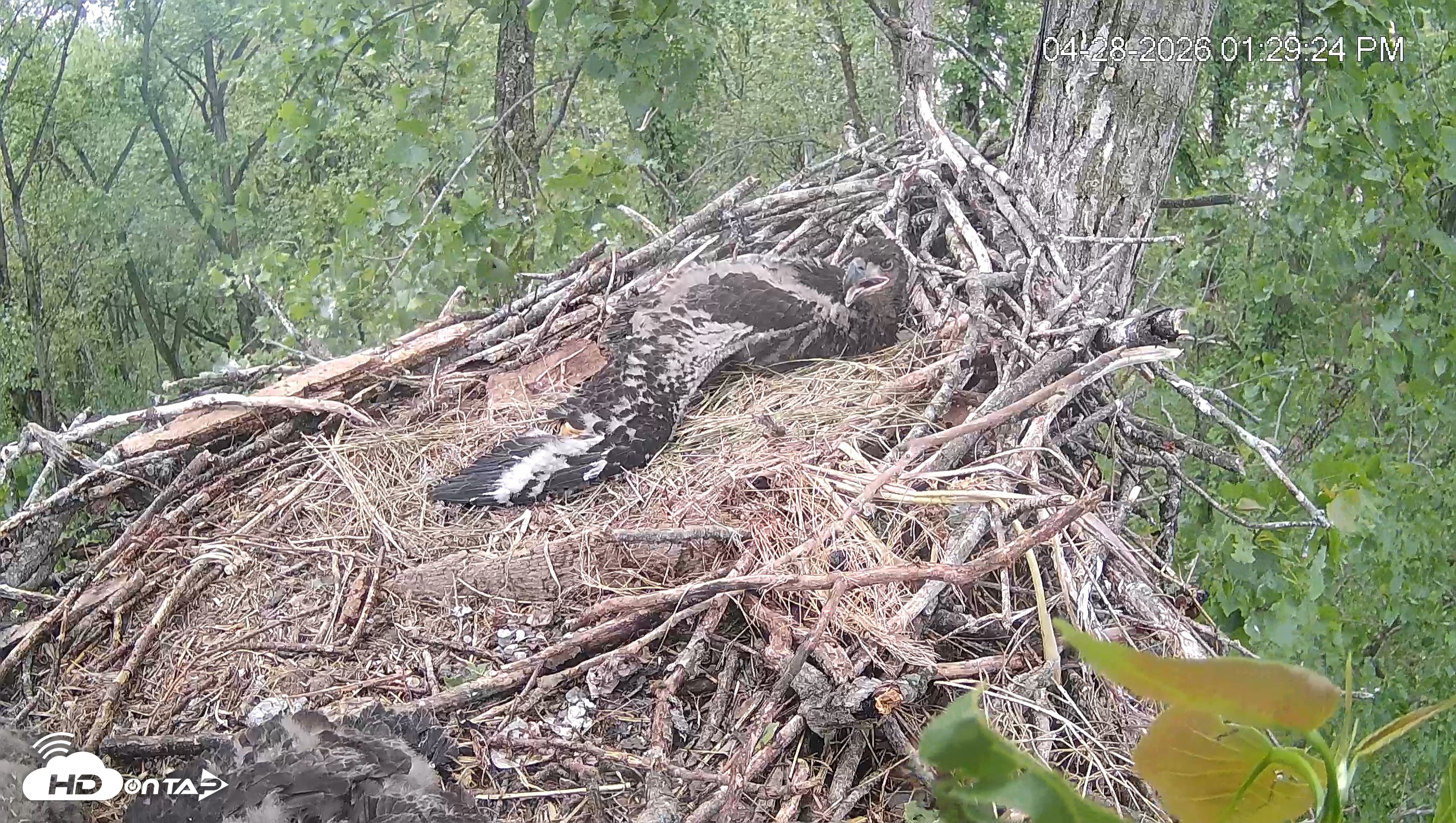 Snapshot of Cardinal Land Conservancy Eagles Live Webcam taken Apr 28, 2026, 1:30pm EDT