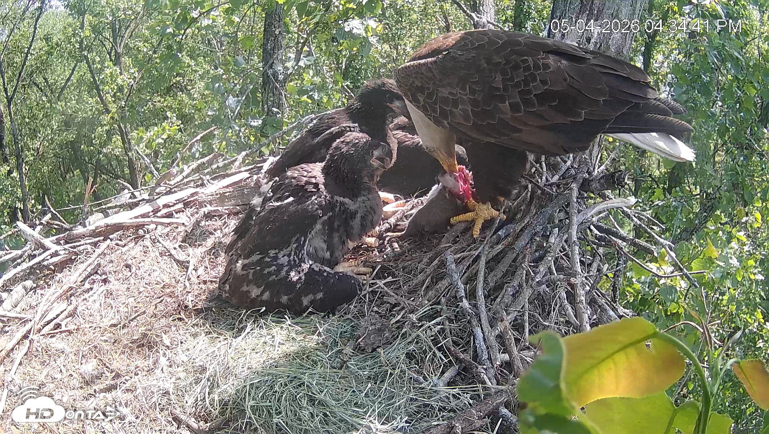 Snapshot of Cardinal Land Conservancy Eagles Live Webcam taken May 4, 2026, 4:35pm EDT