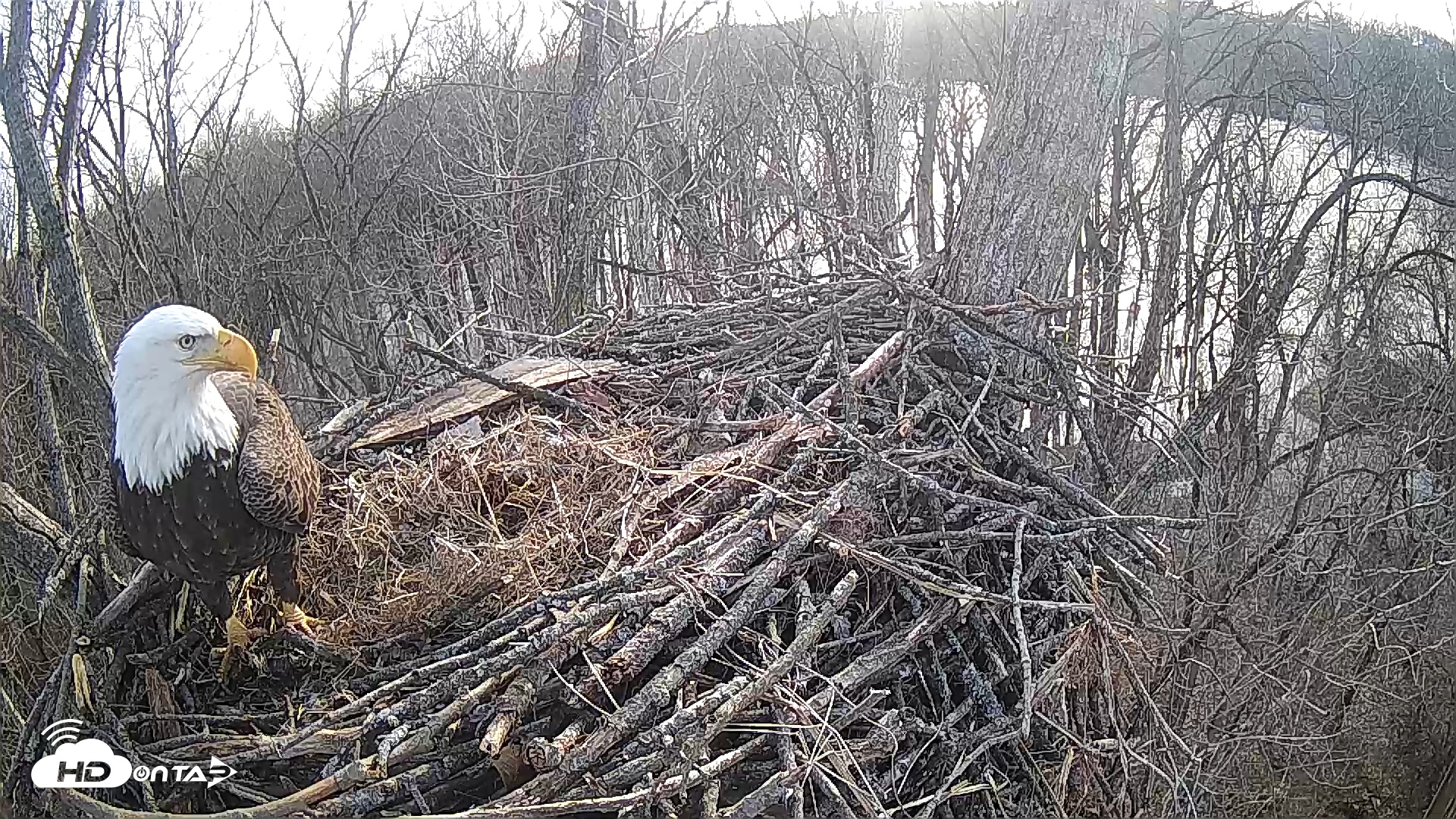 Snapshot of Cardinal Land Conservancy Eagles Live Webcam taken Feb 7, 2025, 4:08pm EST