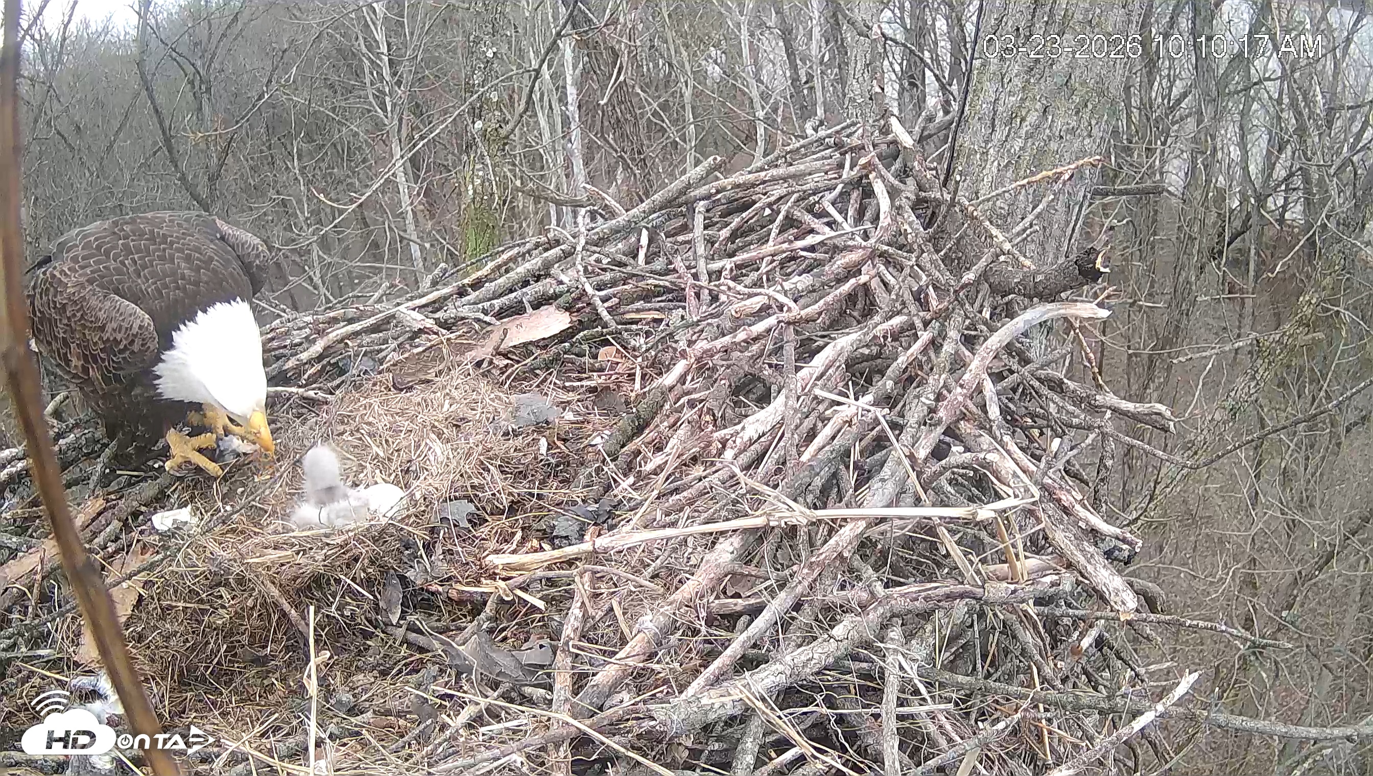 Snapshot of Cardinal Land Conservancy Eagles Live Webcam taken Mar 23, 2026, 10:11am EDT