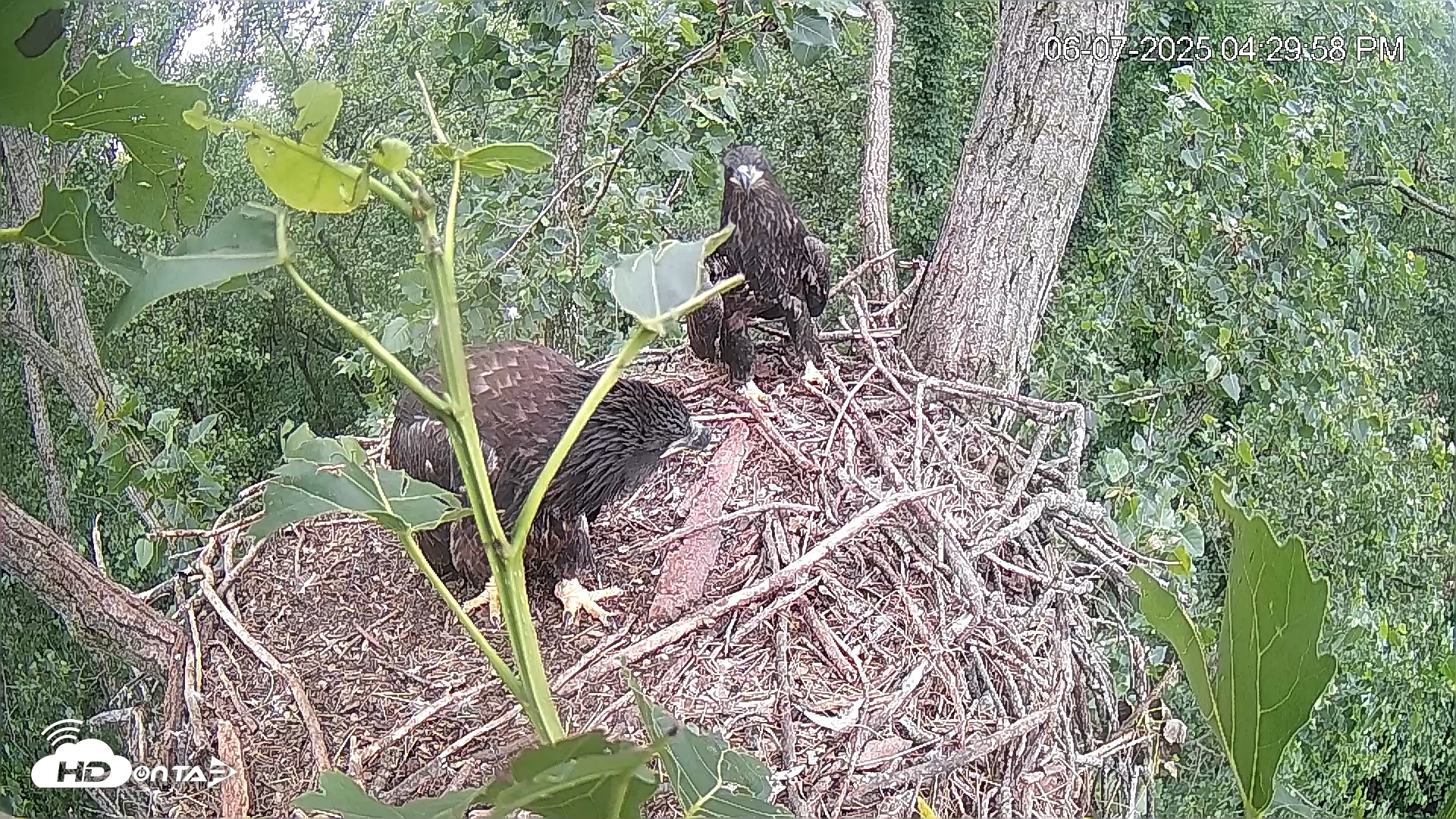 Snapshot of Cardinal Land Conservancy Eagles Live Webcam taken Jun 7, 2025, 4:30pm EDT