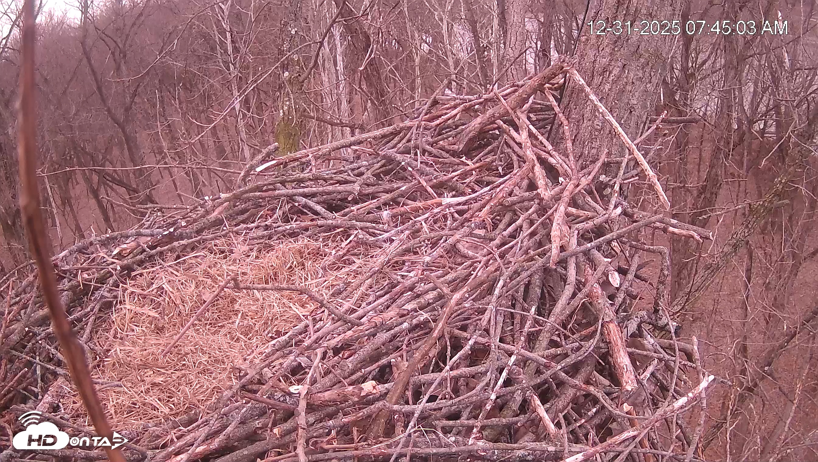 Snapshot of Cardinal Land Conservancy Eagles Live Webcam taken Dec 31, 2025, 7:45am EST