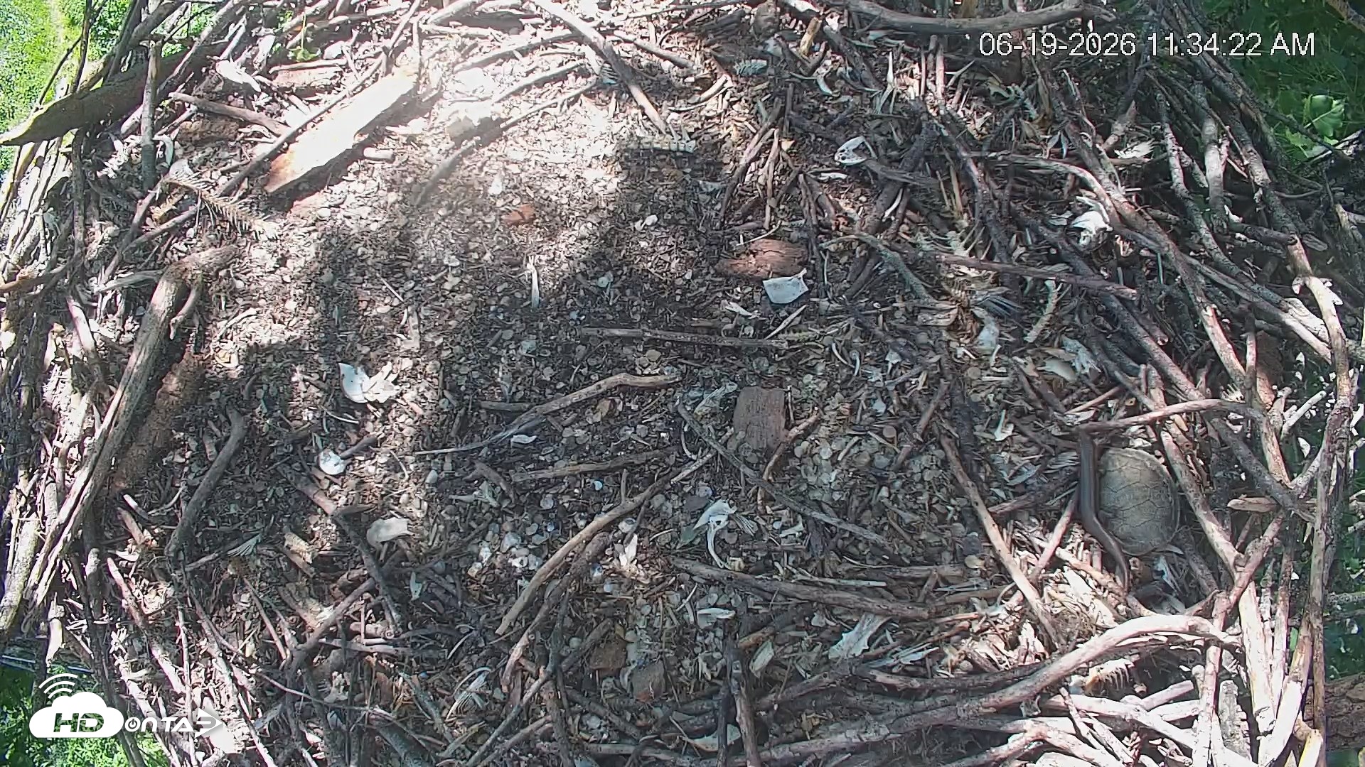 Snapshot of Cardinal Land Conservancy Eagles Live Webcam taken Jun 19, 2026, 11:35am EDT