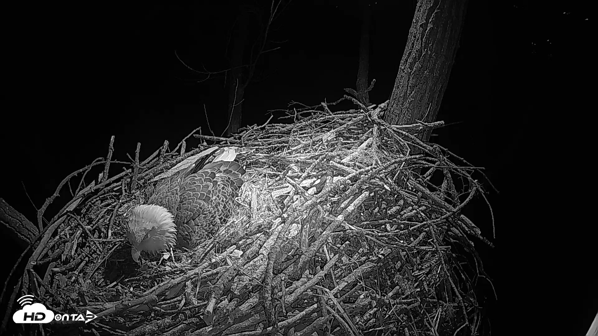 Snapshot of Cardinal Land Conservancy Eagles Live Webcam taken Feb 9, 2025, 8:18pm EST