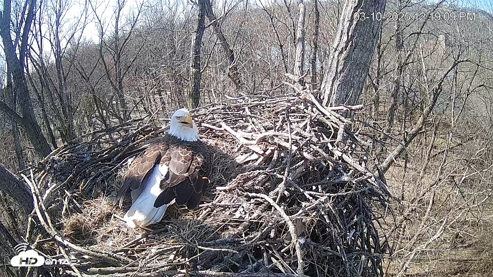 Snapshot of Cardinal Land Conservancy Eagles Live Webcam taken Mar 10, 2025, 12:20pm EDT