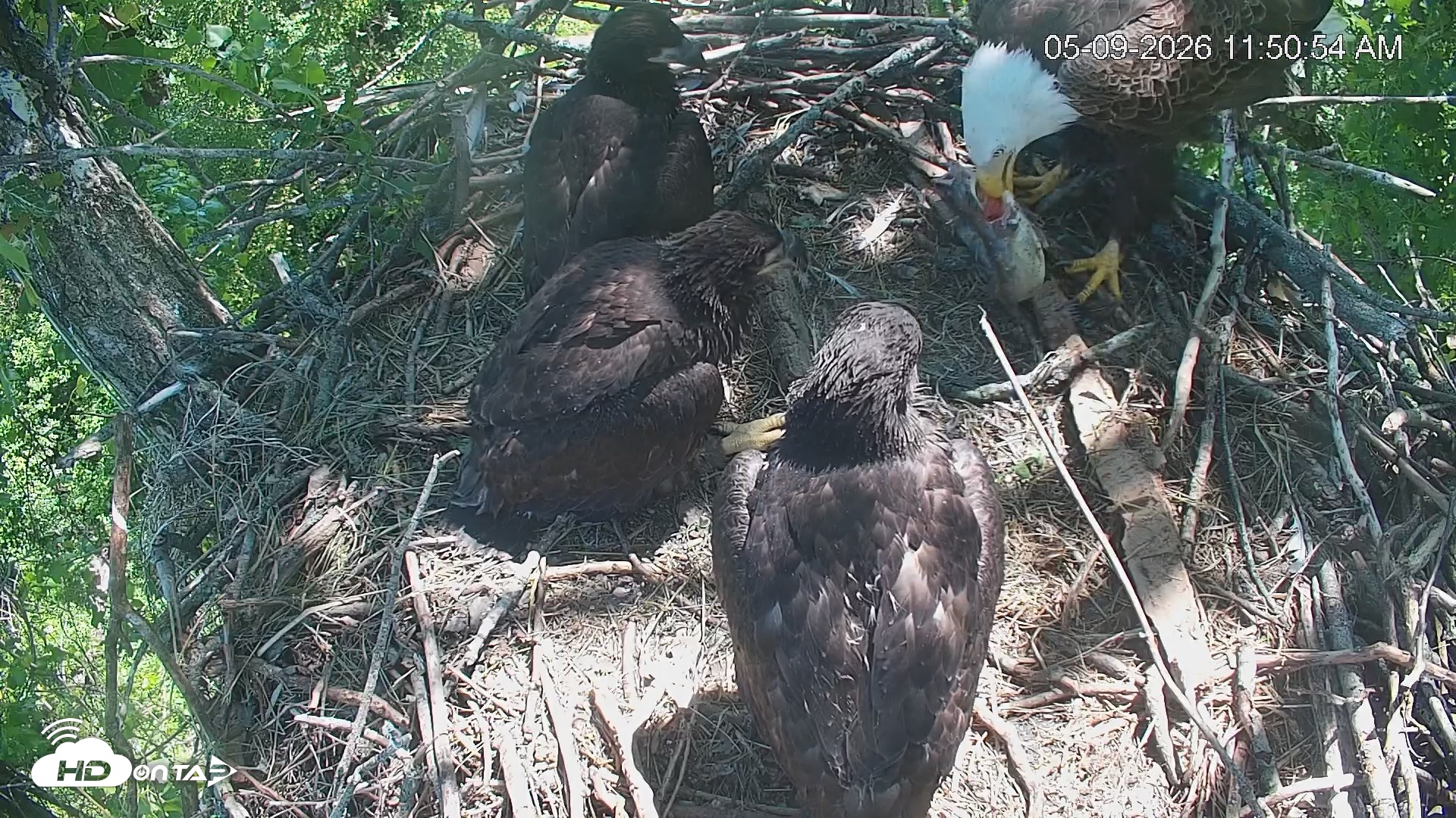 Snapshot of Cardinal Land Conservancy Eagles Live Webcam taken May 9, 2026, 11:52am EDT