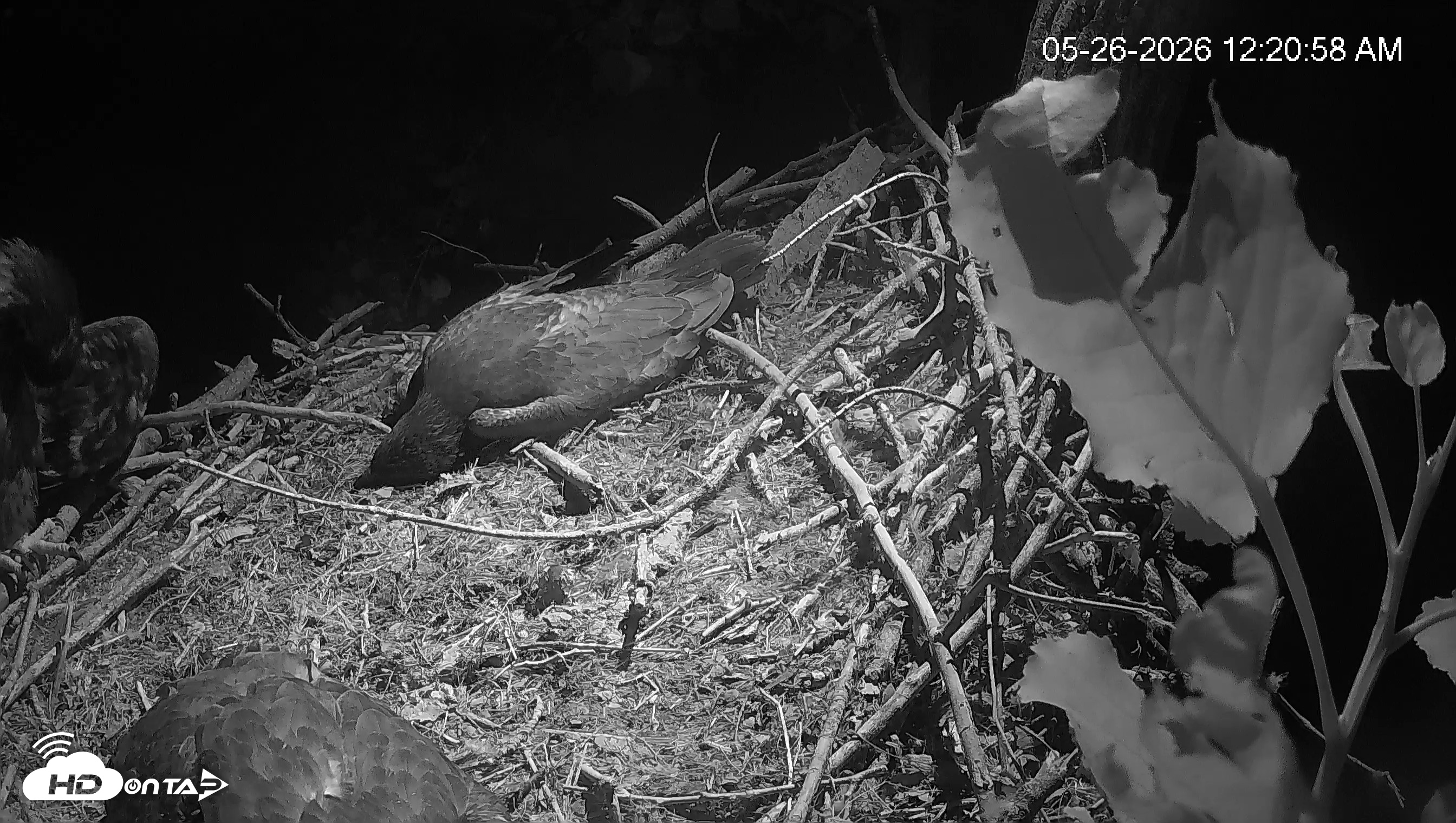Snapshot of Cardinal Land Conservancy Eagles Live Webcam taken May 26, 2026, 12:22am EDT