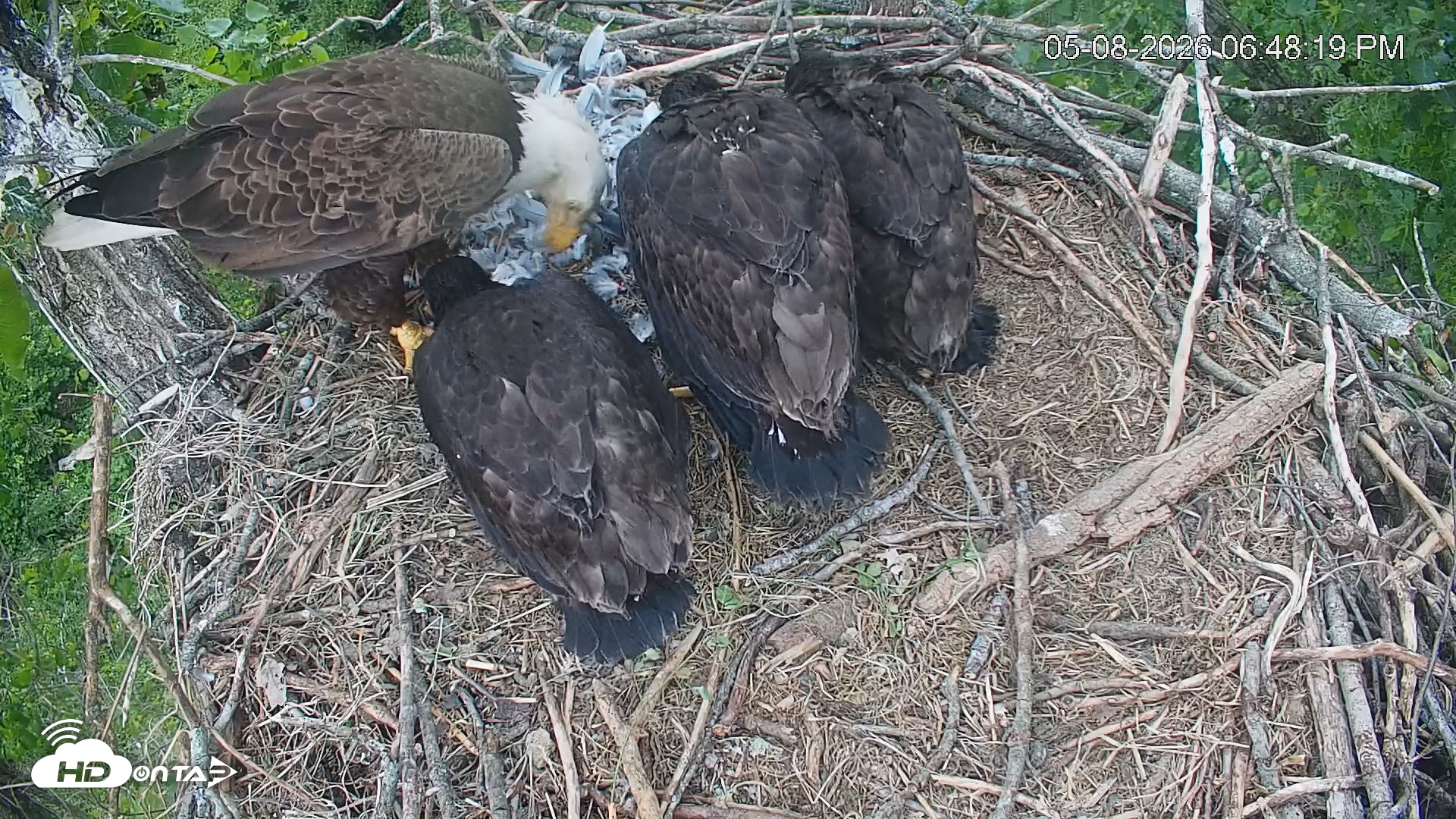 Snapshot of Cardinal Land Conservancy Eagles Live Webcam taken May 8, 2026, 6:49pm EDT