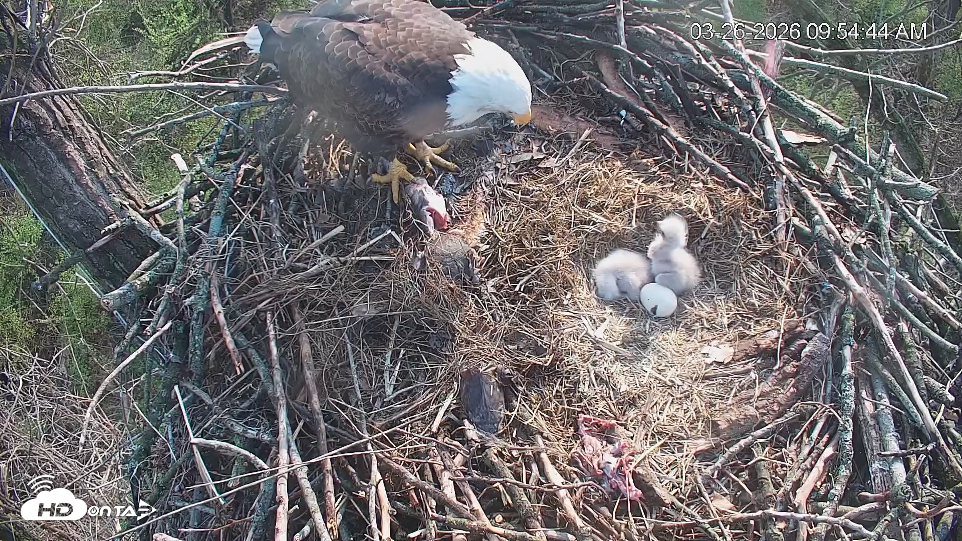 Snapshot of Cardinal Land Conservancy Eagles Live Webcam taken Mar 26, 2026, 9:55am EDT