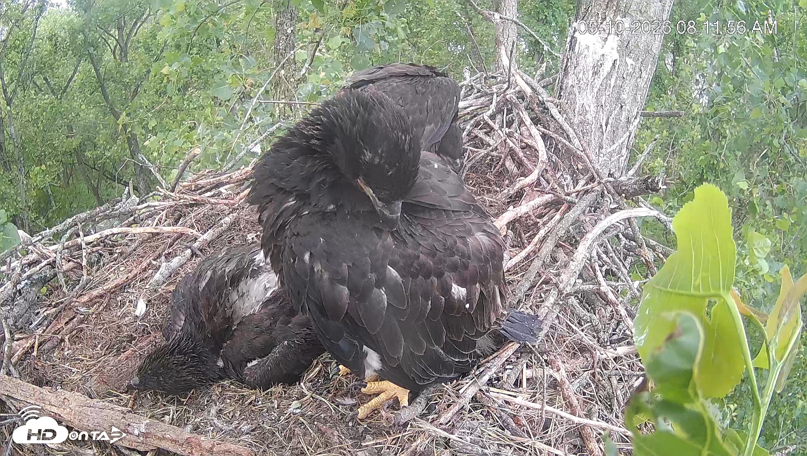 Snapshot of Cardinal Land Conservancy Eagles Live Webcam taken May 10, 2026, 8:12am EDT