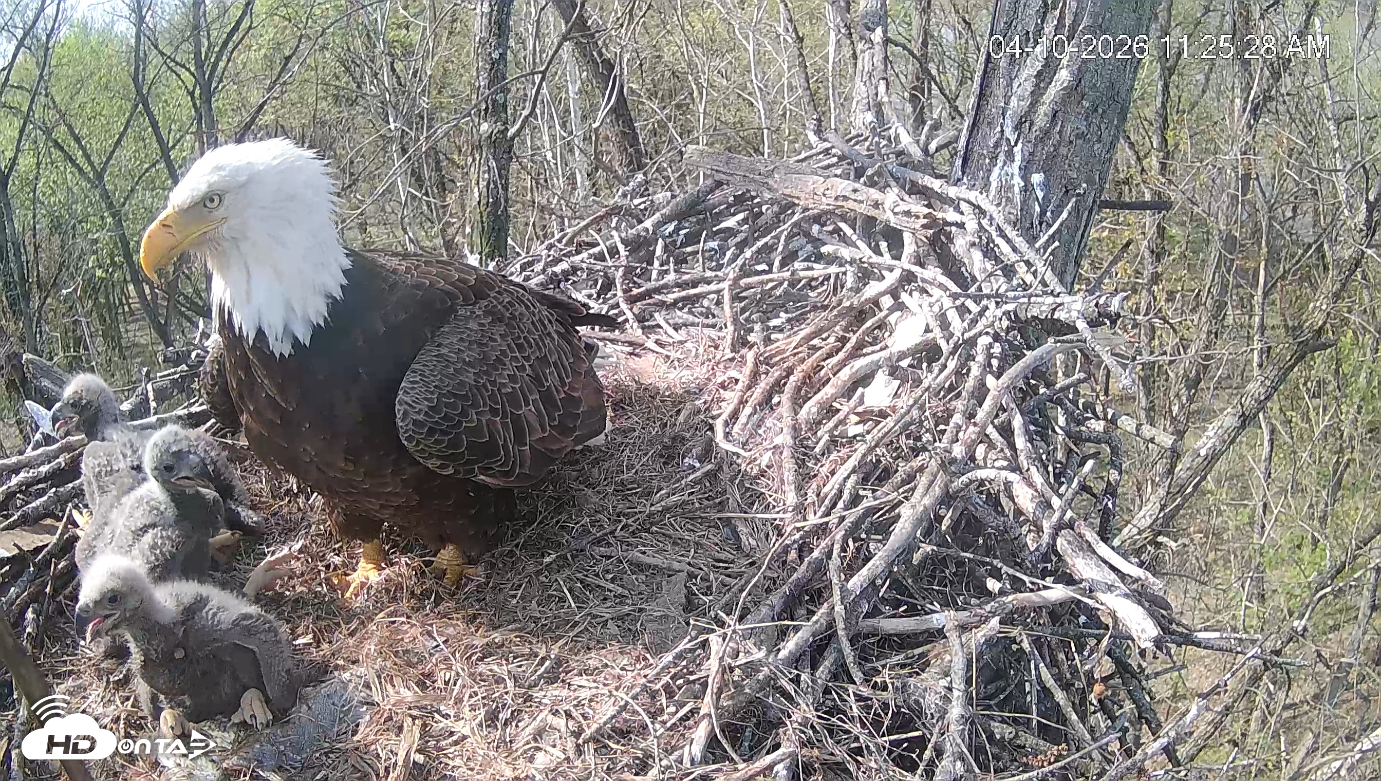 Snapshot of Cardinal Land Conservancy Eagles Live Webcam taken Apr 10, 2026, 11:26am EDT