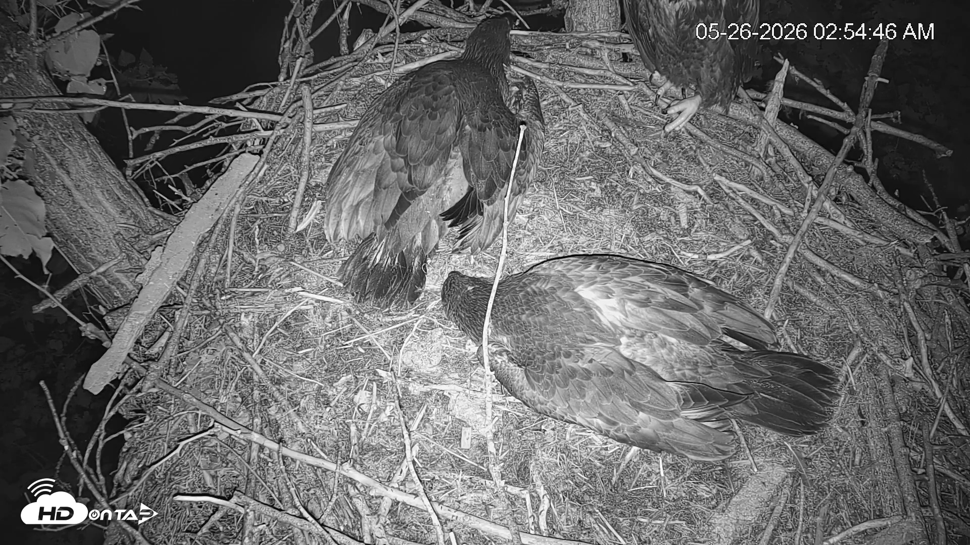 Snapshot of Cardinal Land Conservancy Eagles Live Webcam taken May 26, 2026, 2:55am EDT
