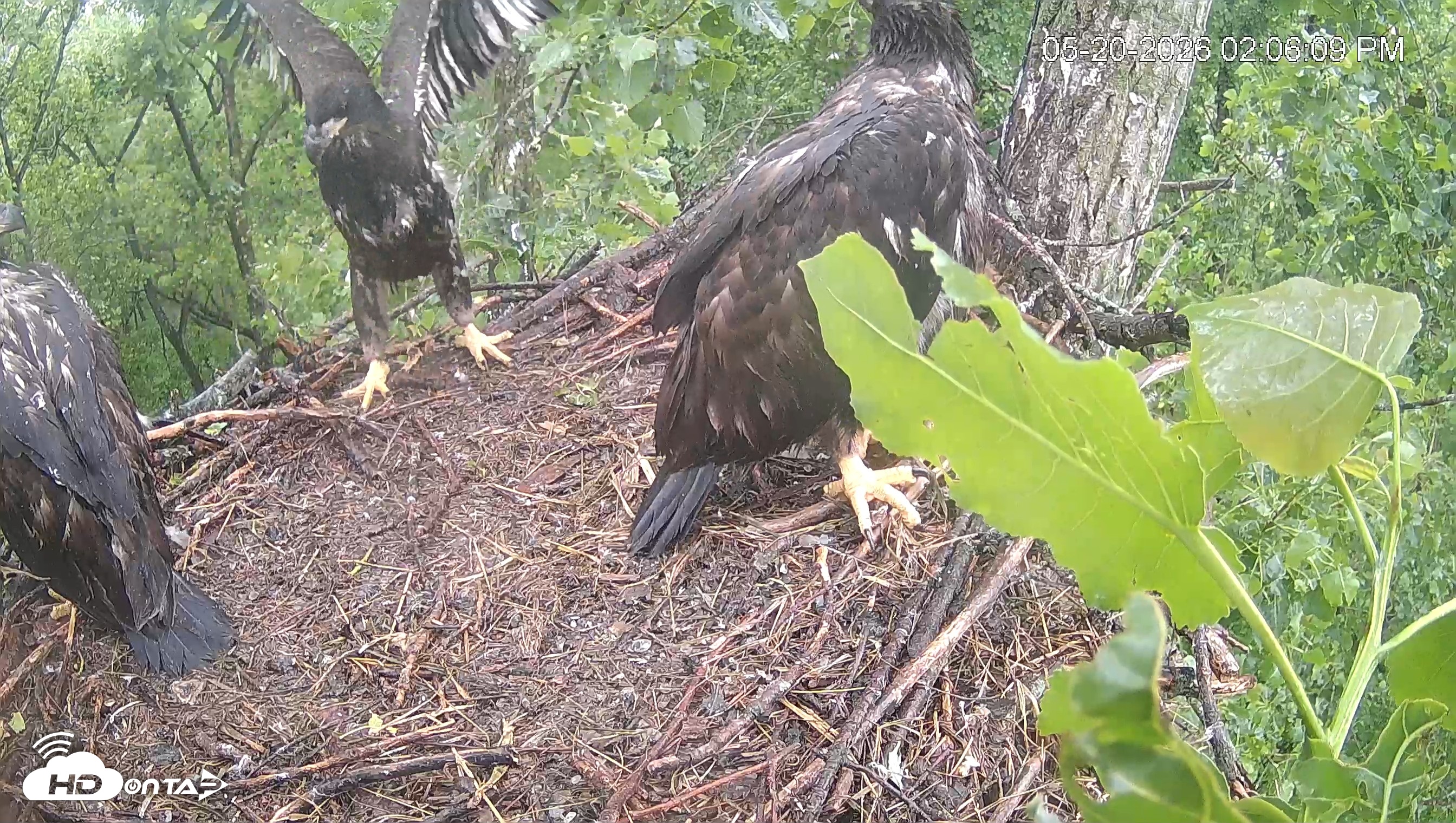 Snapshot of Cardinal Land Conservancy Eagles Live Webcam taken May 20, 2026, 2:06pm EDT