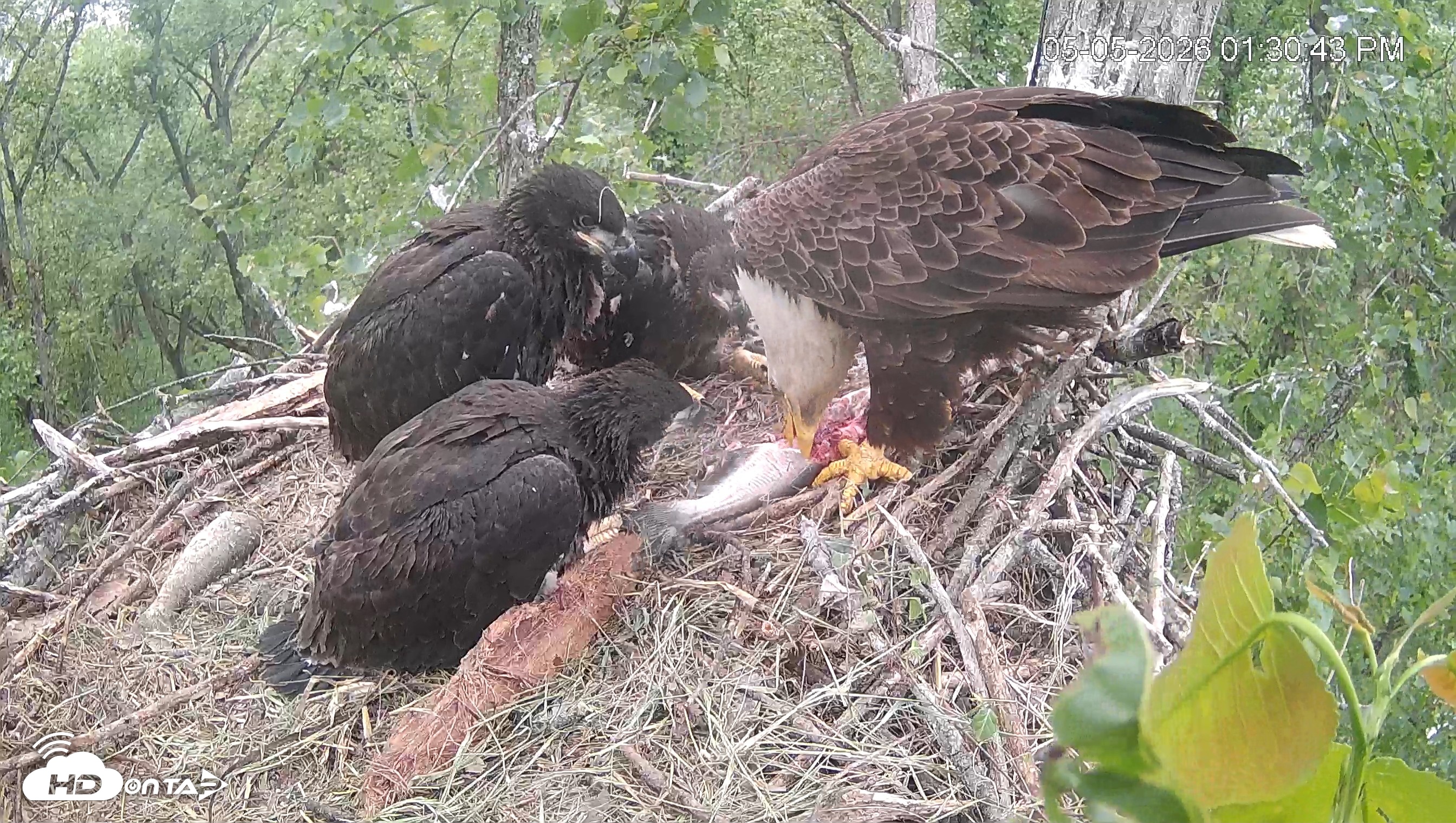 Snapshot of Cardinal Land Conservancy Eagles Live Webcam taken May 5, 2026, 1:31pm EDT