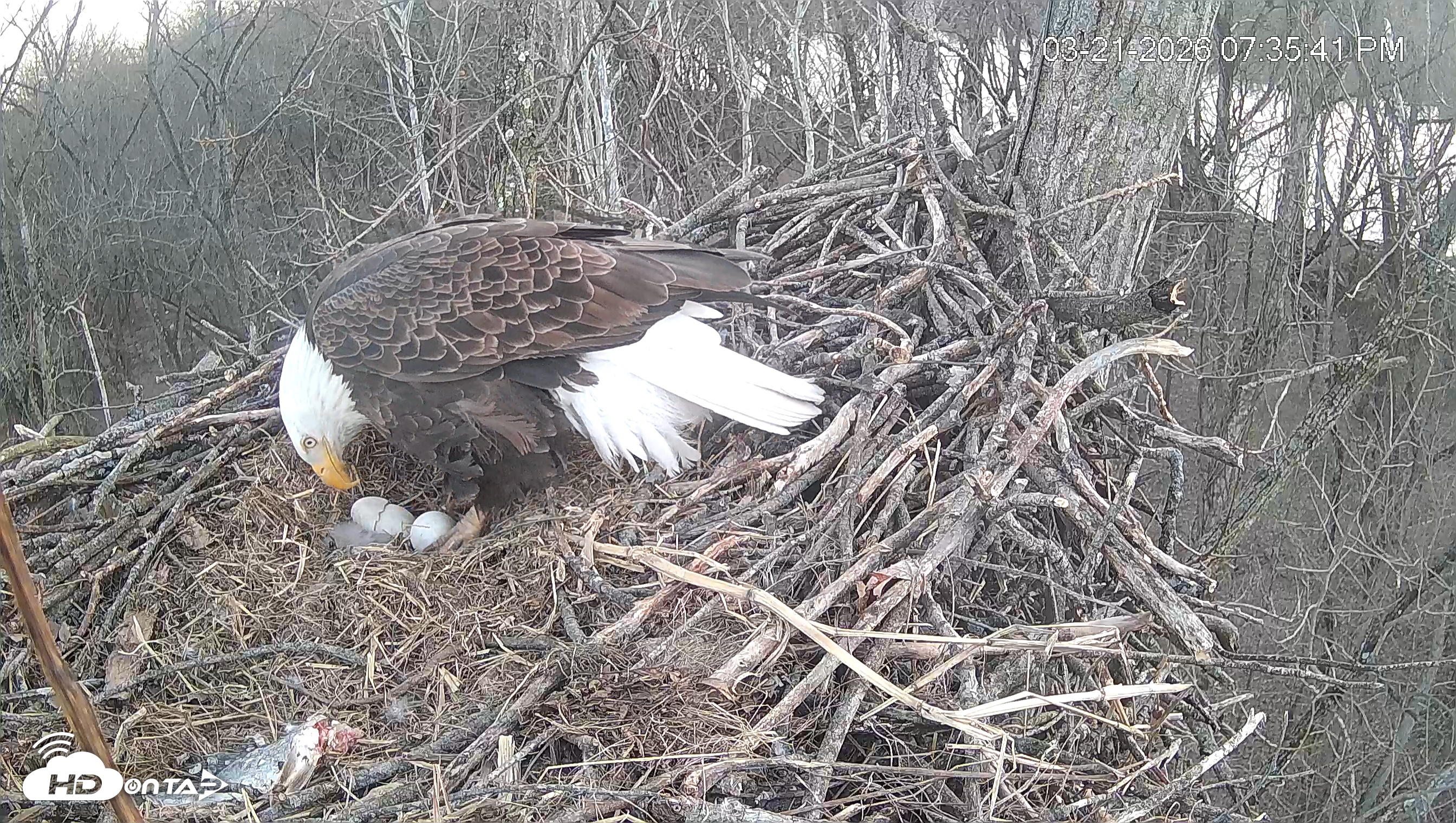 Snapshot of Cardinal Land Conservancy Eagles Live Webcam taken Mar 21, 2026, 7:36pm EDT