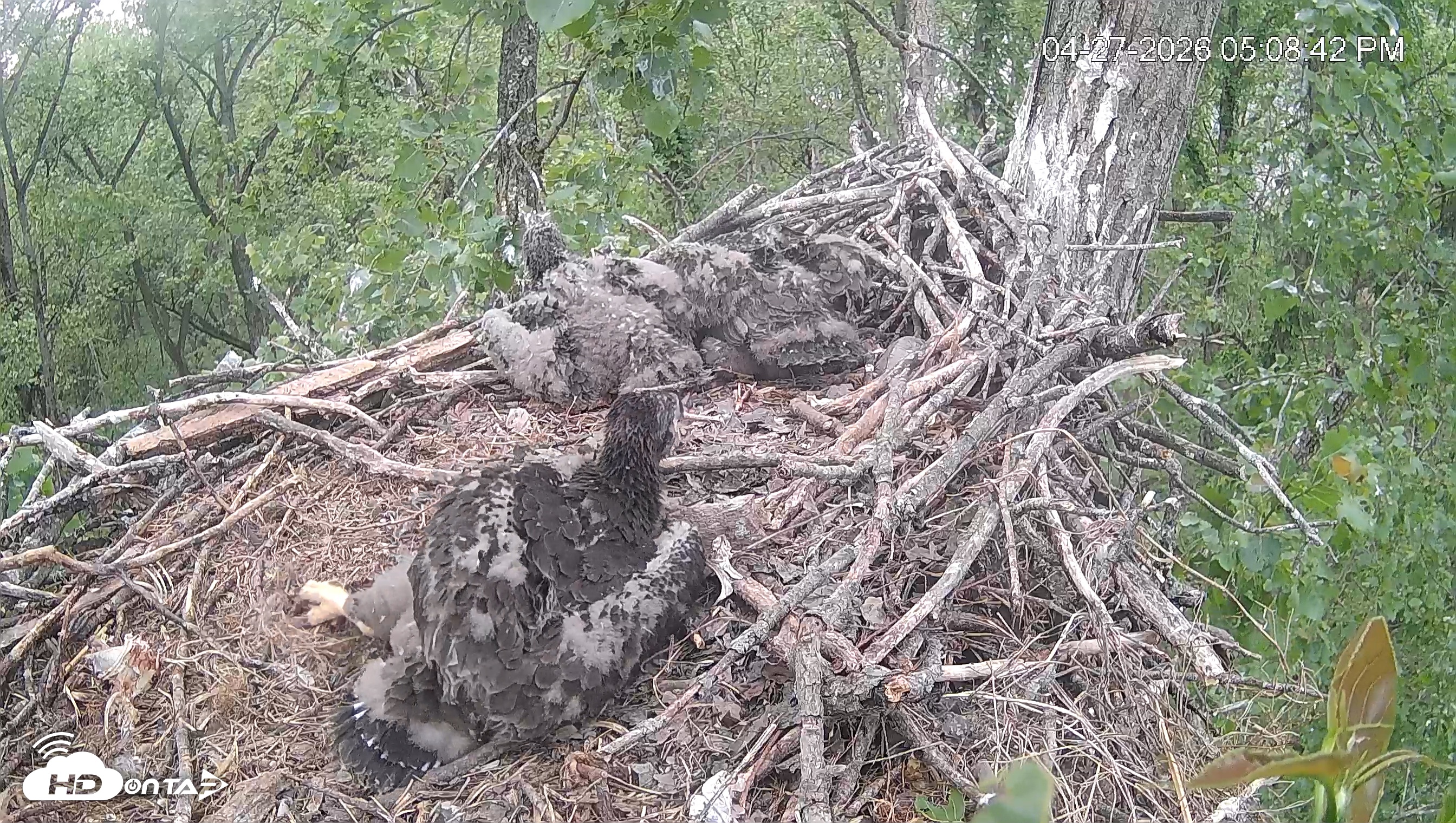 Snapshot of Cardinal Land Conservancy Eagles Live Webcam taken Apr 27, 2026, 5:09pm EDT