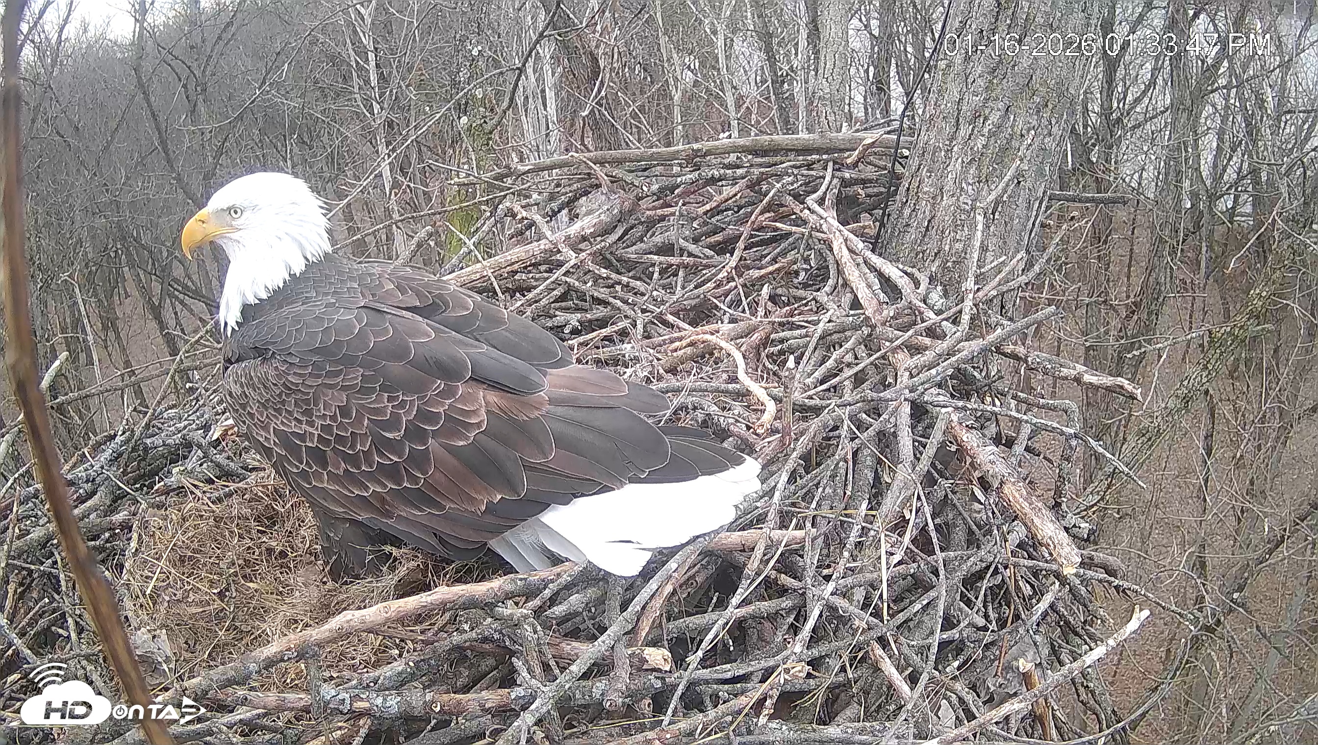 Snapshot of Cardinal Land Conservancy Eagles Live Webcam taken Jan 16, 2026, 1:34pm EST