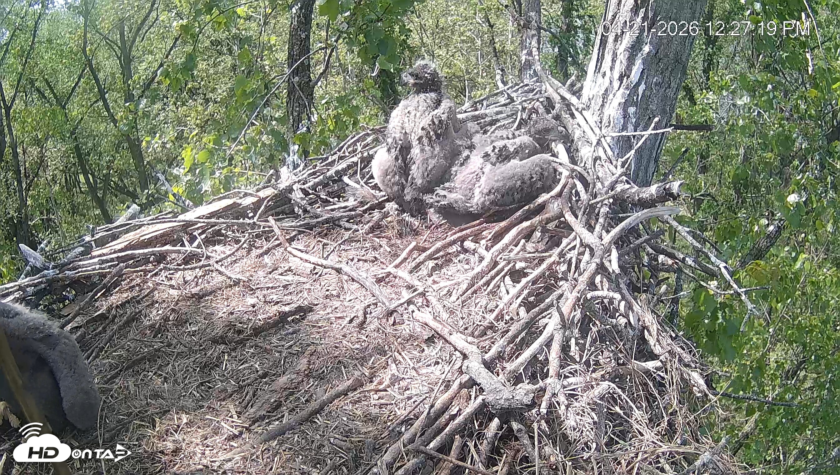 Snapshot of Cardinal Land Conservancy Eagles Live Webcam taken Apr 21, 2026, 12:28pm EDT