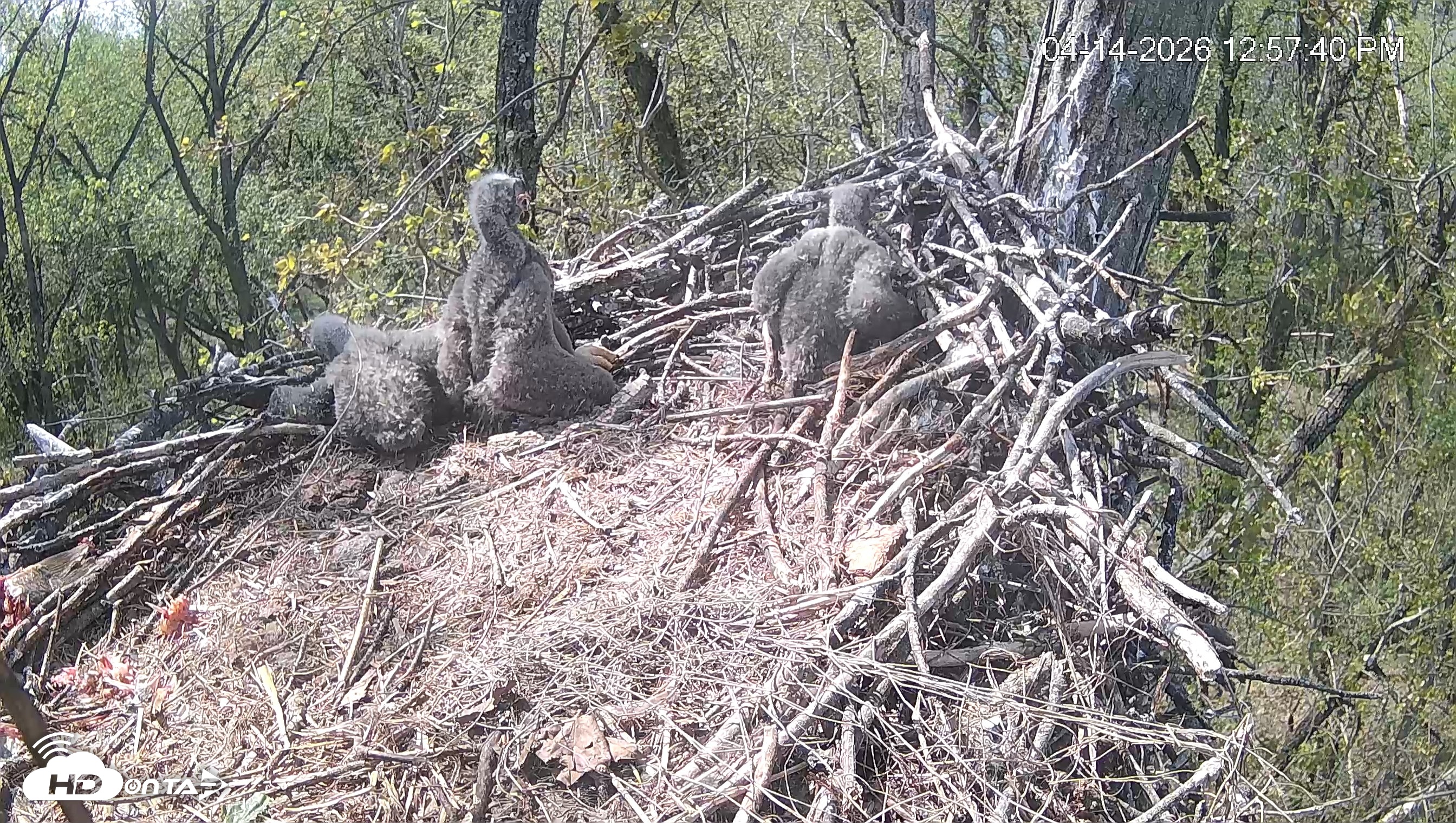 Snapshot of Cardinal Land Conservancy Eagles Live Webcam taken Apr 14, 2026, 12:58pm EDT