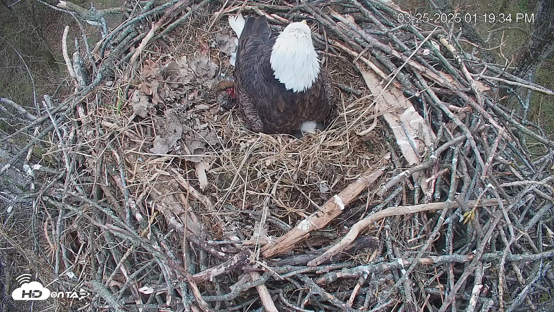 Snapshot of Cardinal Land Conservancy Eagles Live Webcam taken Mar 25, 2025, 1:20pm EDT