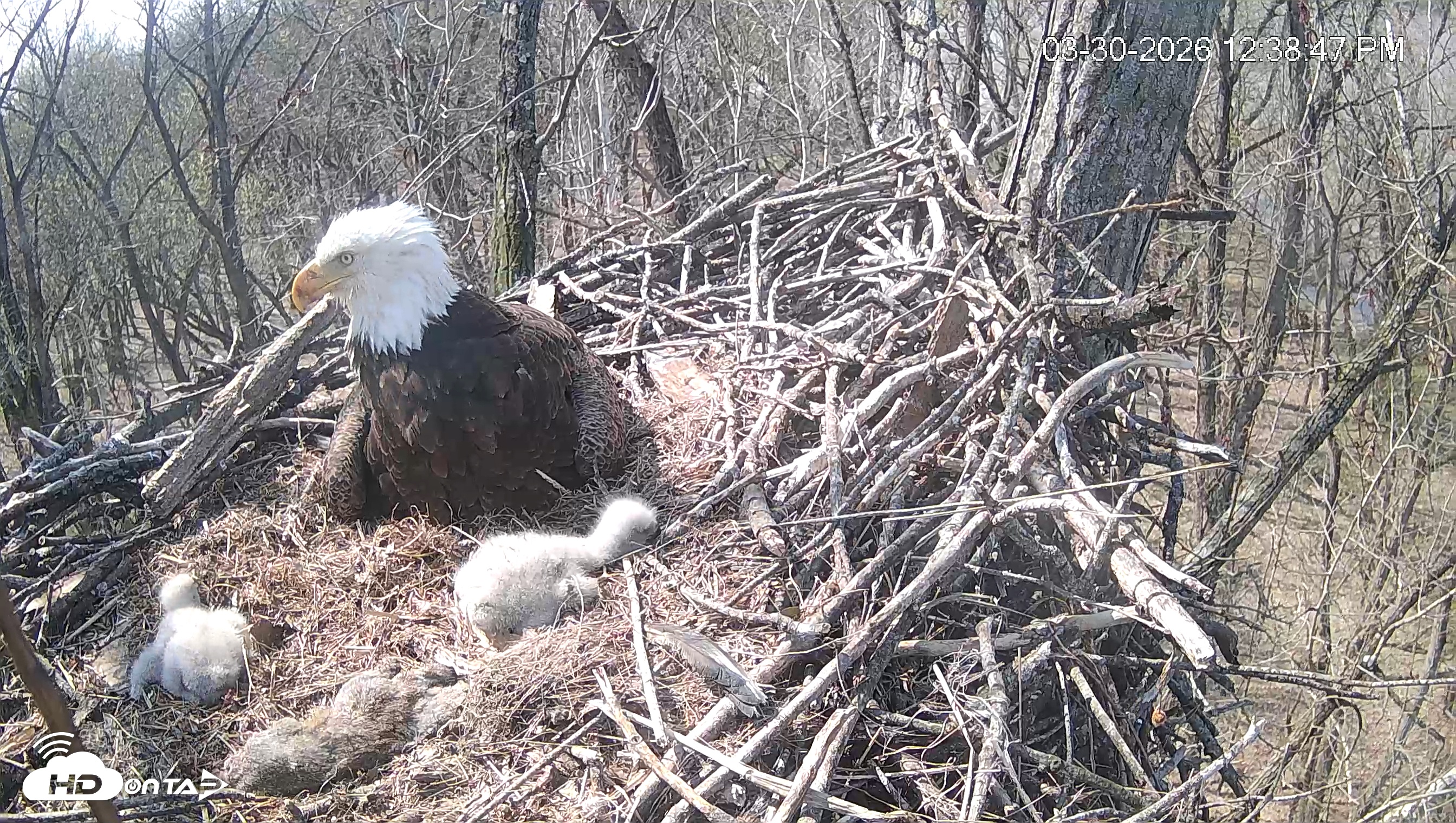 Snapshot of Cardinal Land Conservancy Eagles Live Webcam taken Mar 30, 2026, 12:39pm EDT