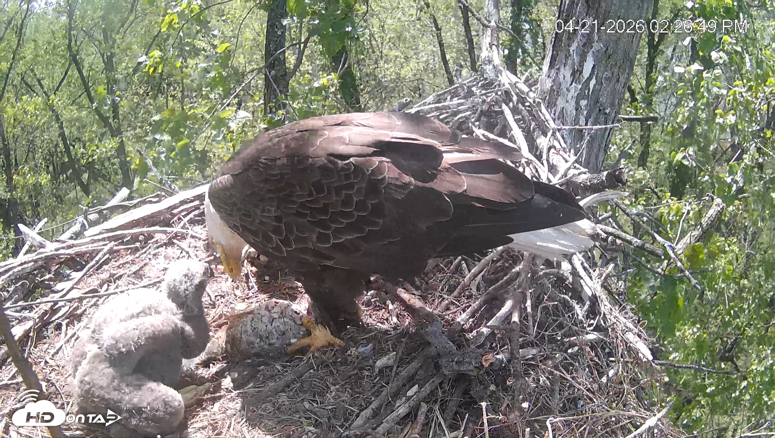 Snapshot of Cardinal Land Conservancy Eagles Live Webcam taken Apr 21, 2026, 2:28pm EDT