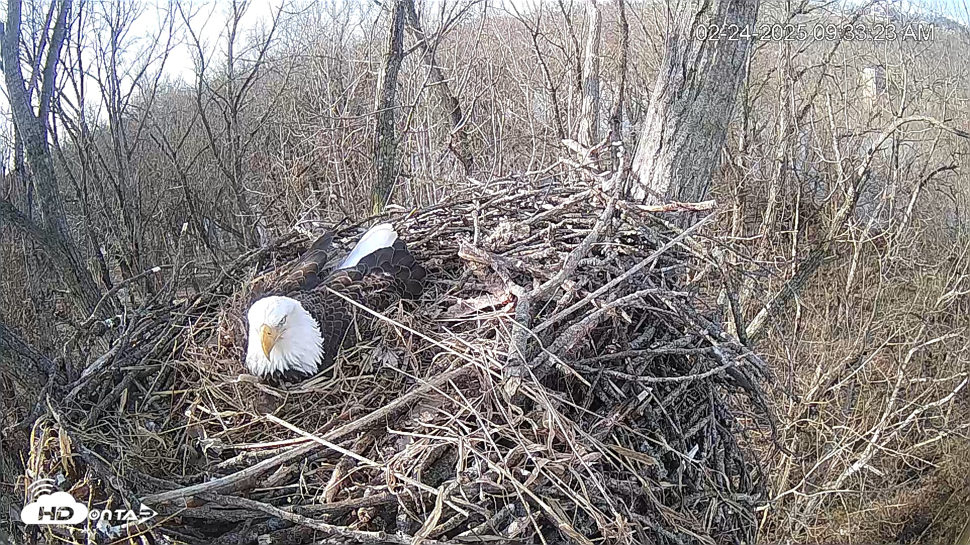 Snapshot of Cardinal Land Conservancy Eagles Live Webcam taken Feb 24, 2025, 9:34am EST