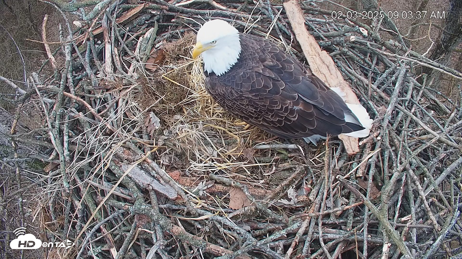 Snapshot of Cardinal Land Conservancy Eagles Live Webcam taken Feb 3, 2025, 9:04am EST