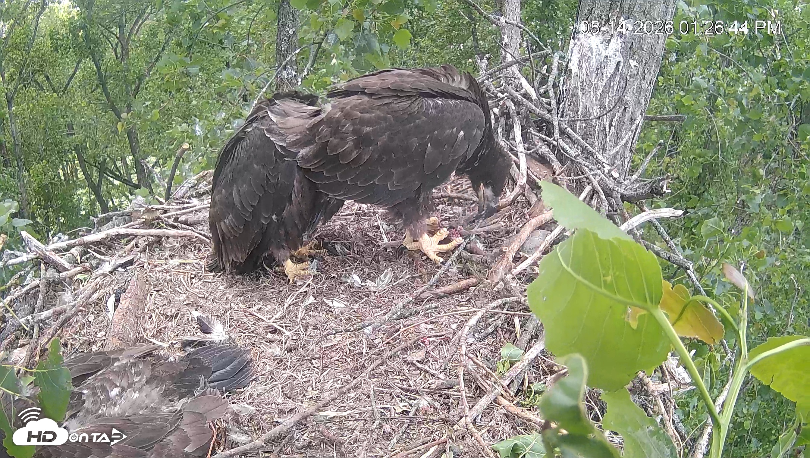 Snapshot of Cardinal Land Conservancy Eagles Live Webcam taken May 14, 2026, 1:28pm EDT