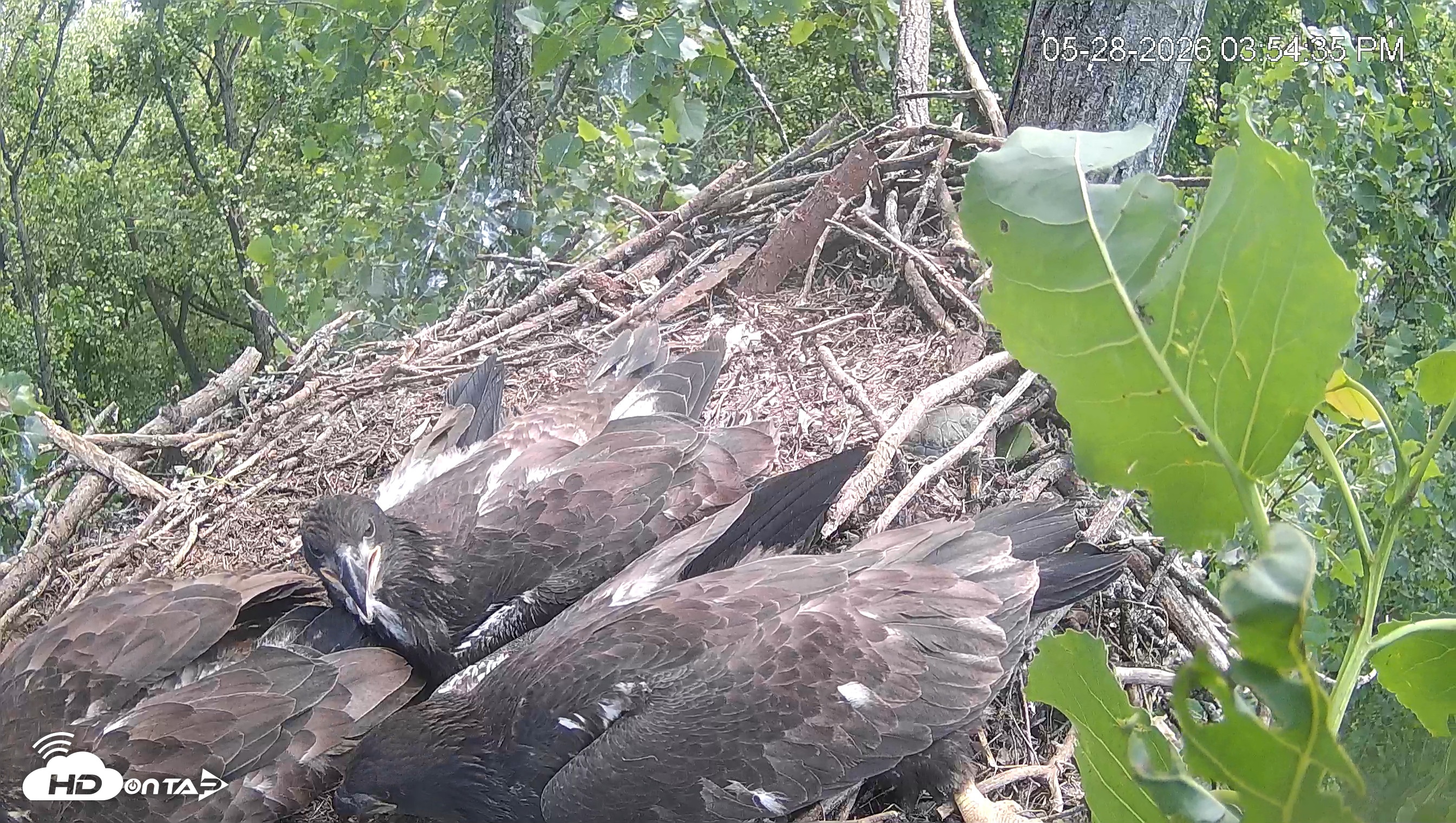 Snapshot of Cardinal Land Conservancy Eagles Live Webcam taken May 28, 2026, 3:55pm EDT