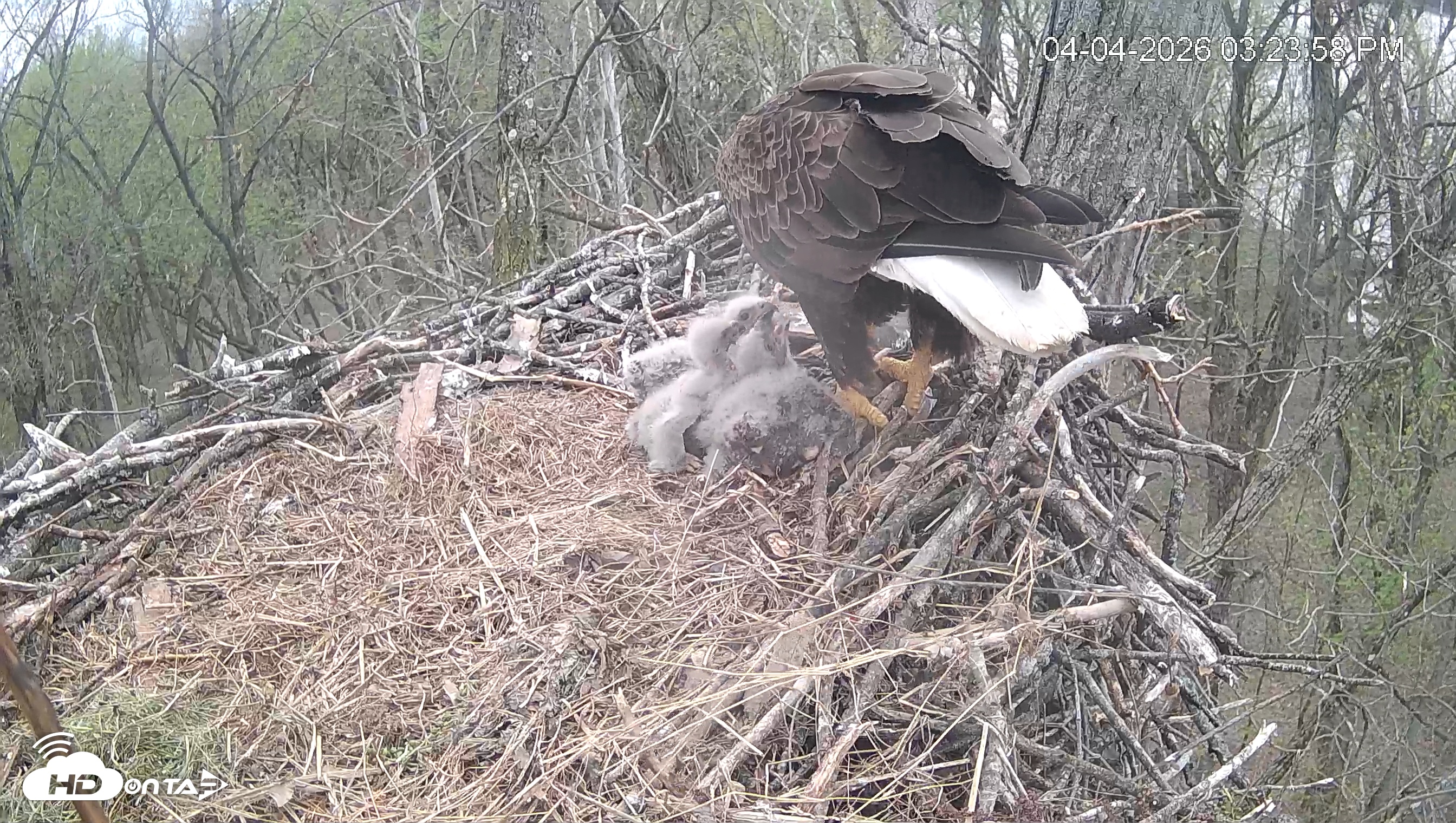Snapshot of Cardinal Land Conservancy Eagles Live Webcam taken Apr 4, 2026, 3:24pm EDT