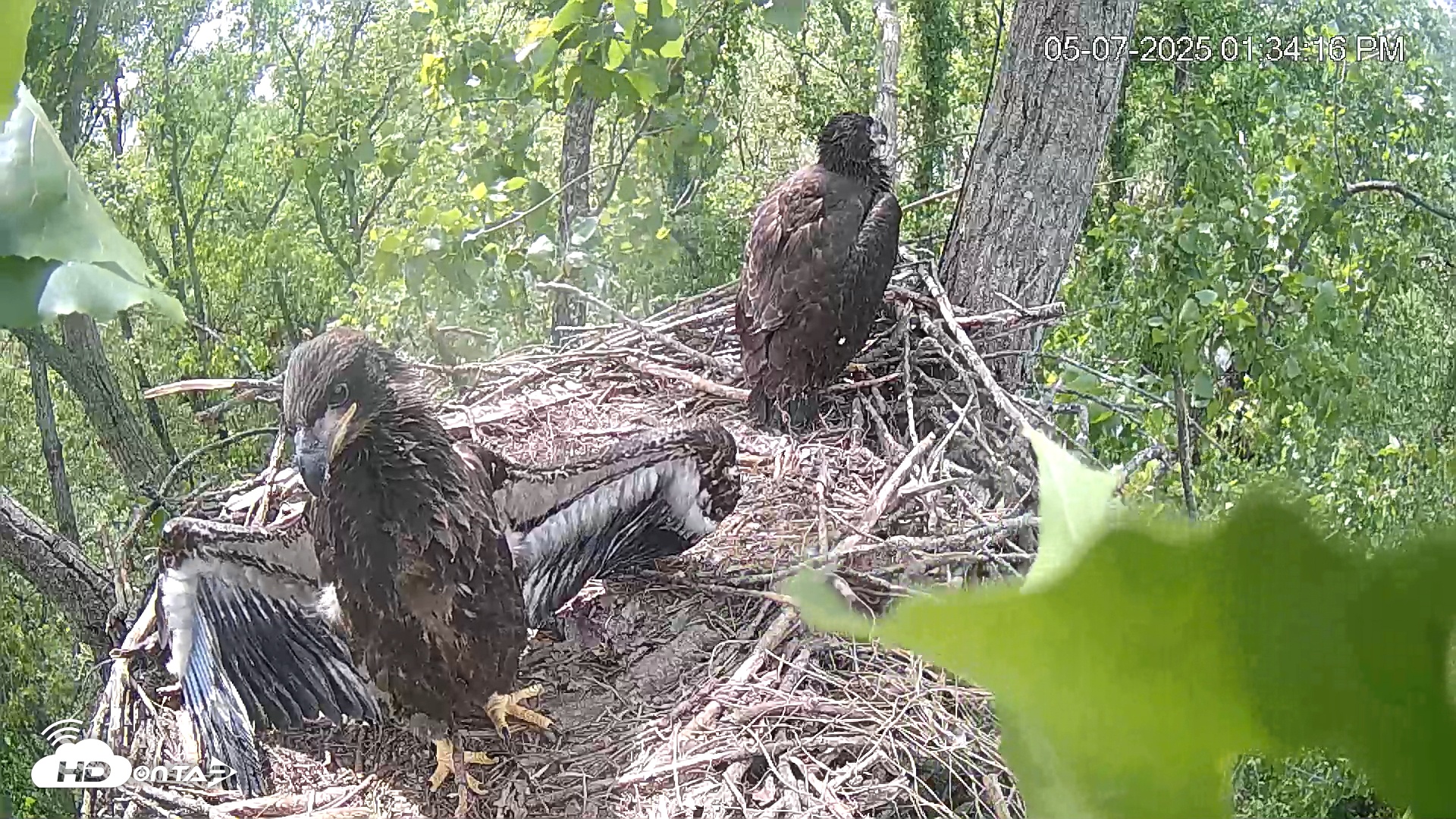 Snapshot of Cardinal Land Conservancy Eagles Live Webcam taken May 7, 2025, 1:34pm EDT